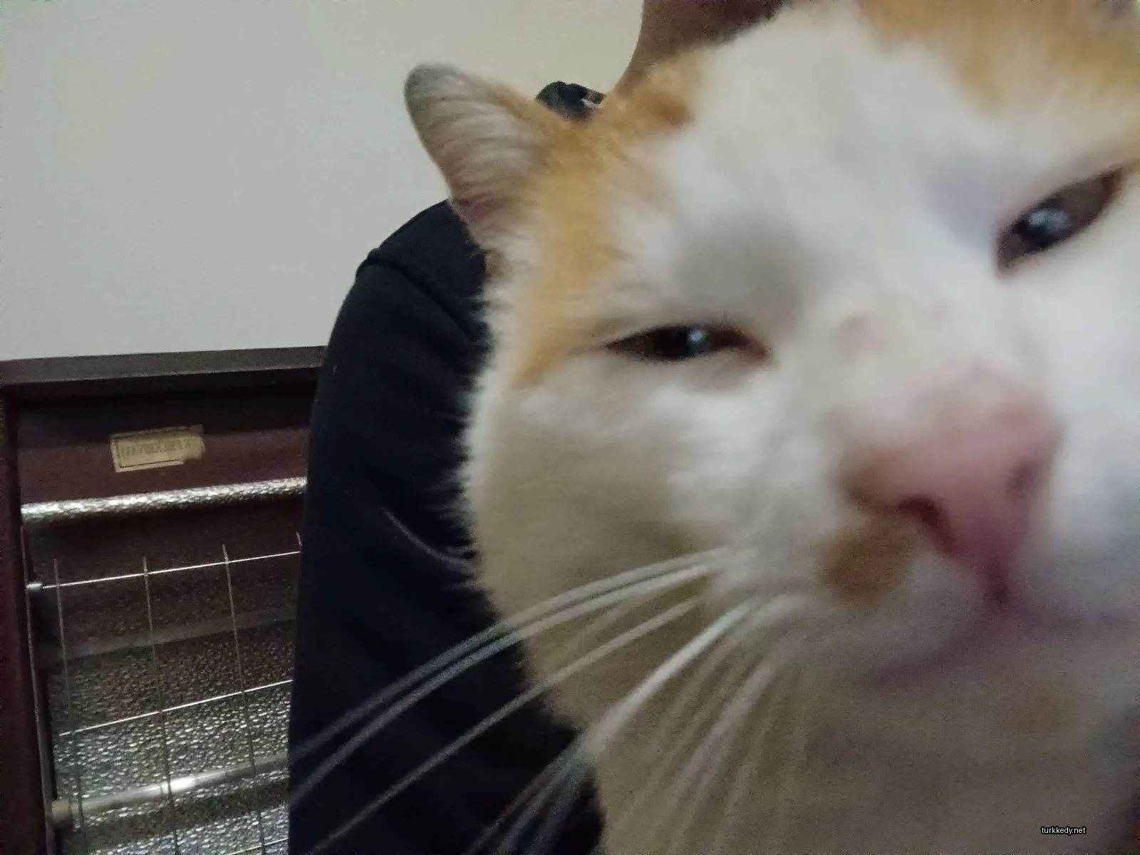 Kedi #2937