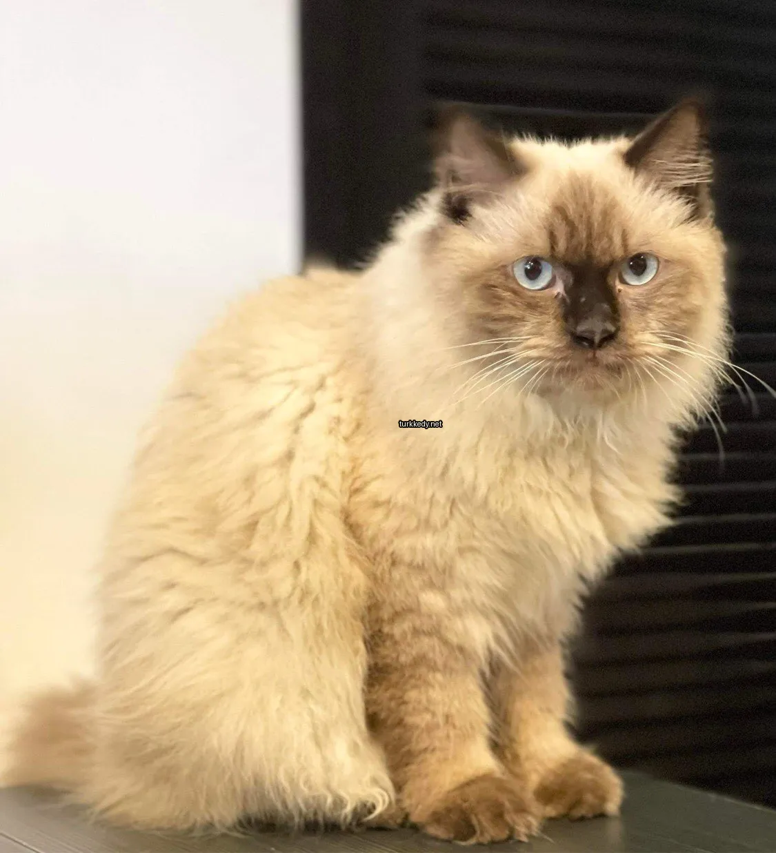 Kedi #2938
