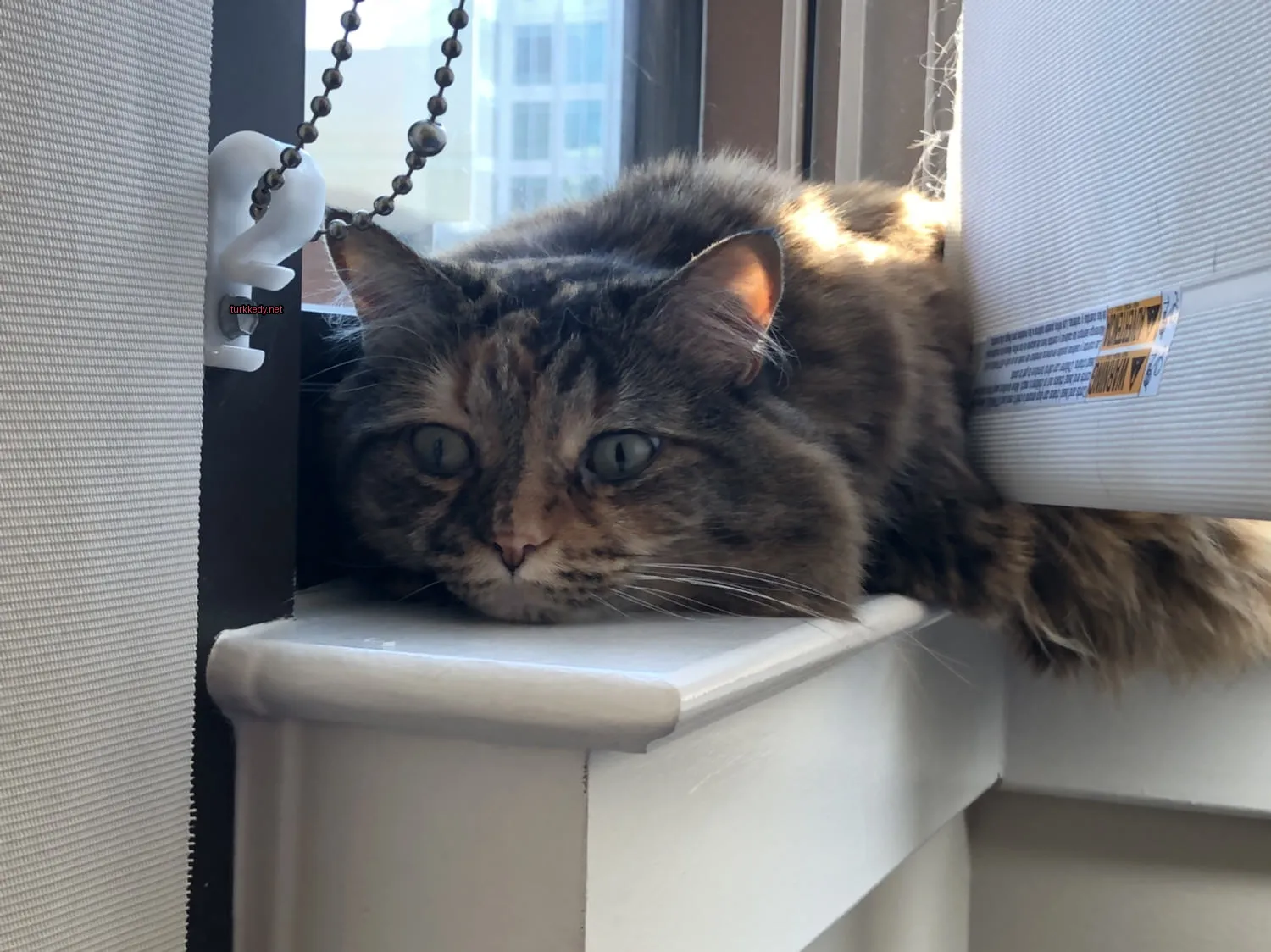 Kedi #2939