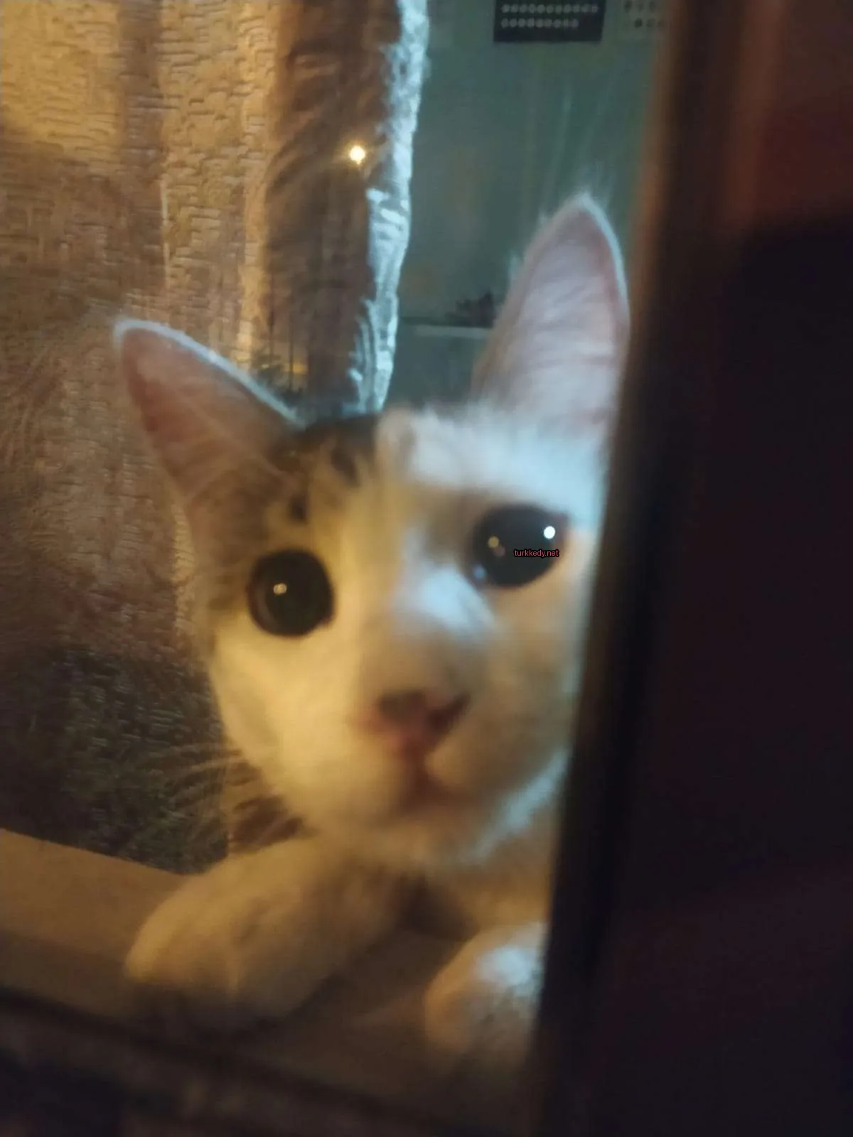 Kedi fotoğrafı #2941