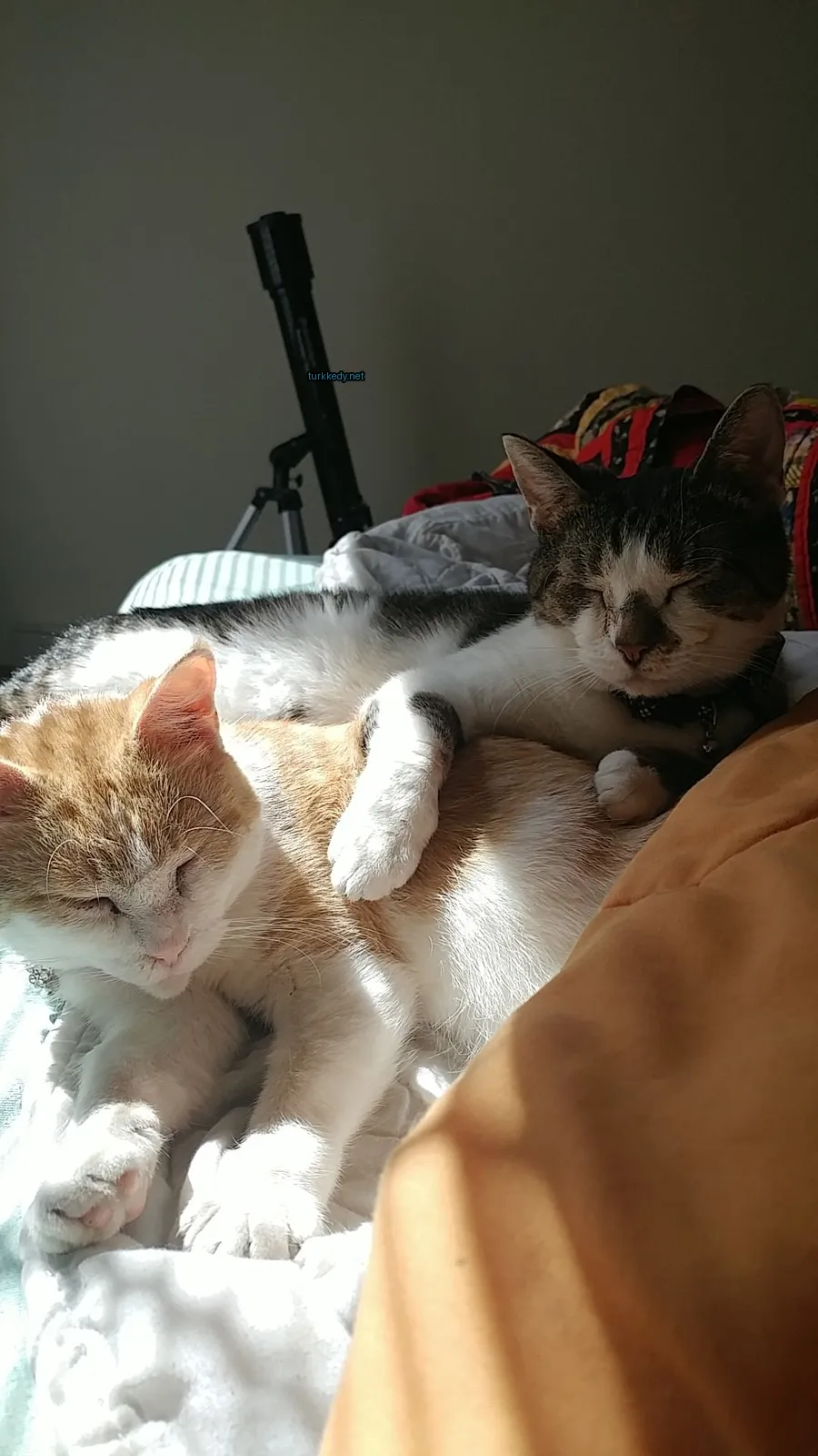 Kedi #2943