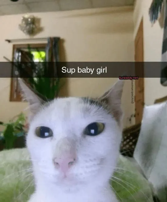 Kedi #2944