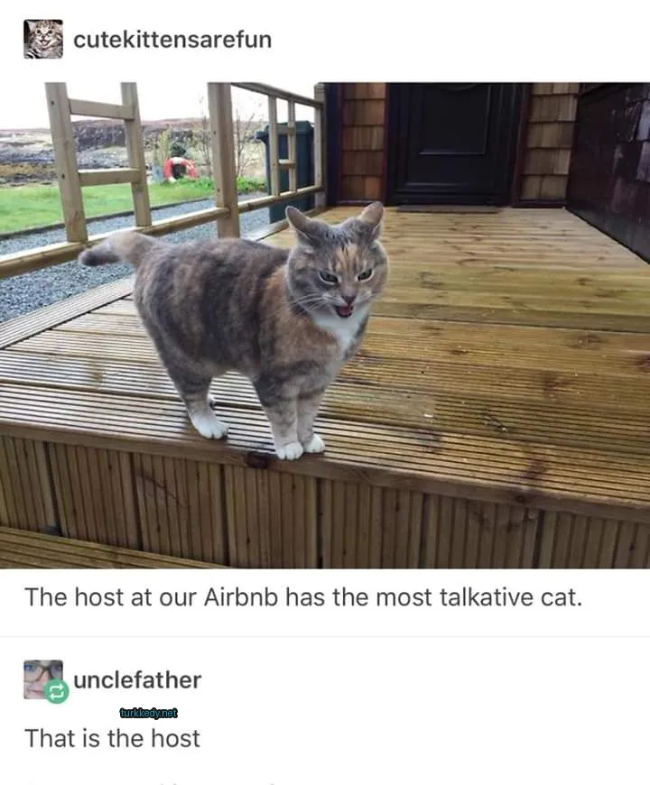 Kedi #2945