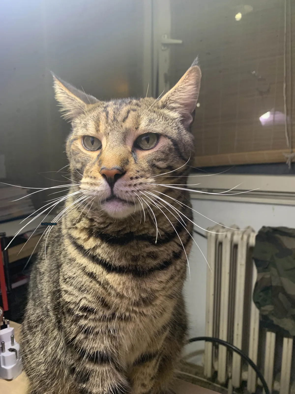 Kedi #2946