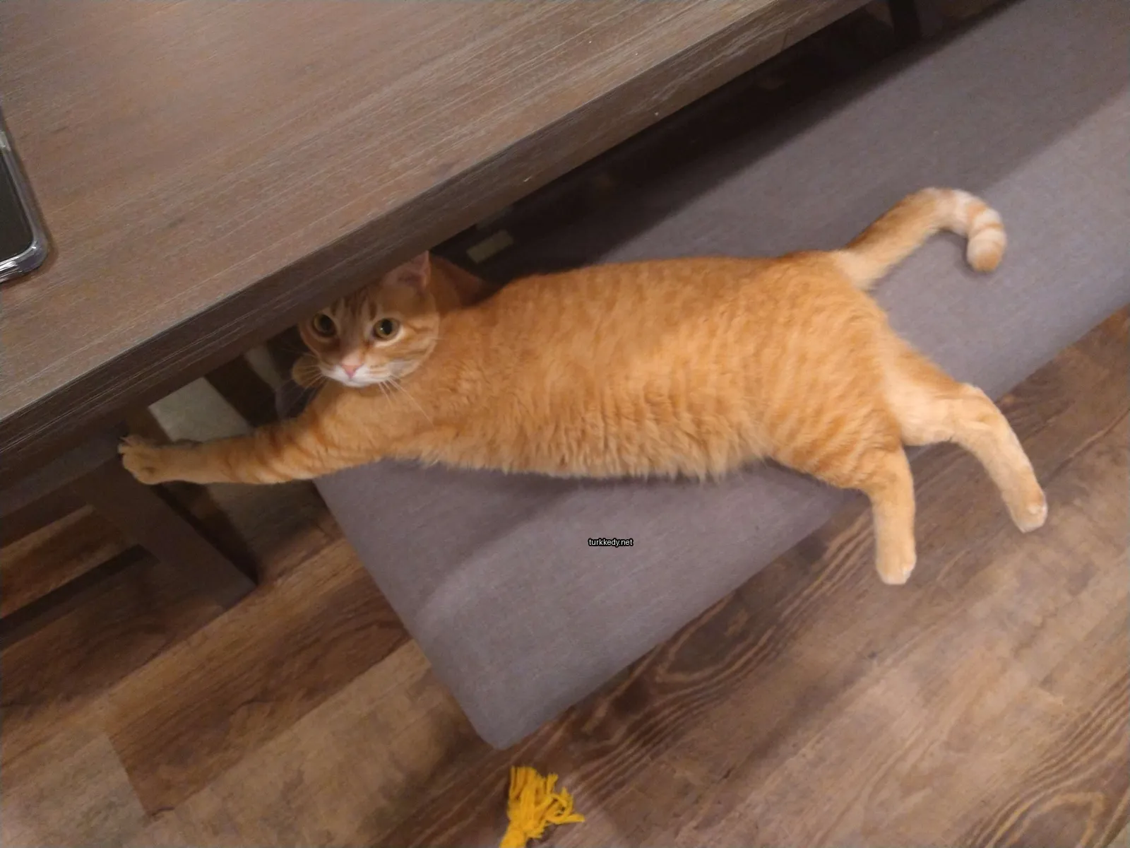 Kedi #2947