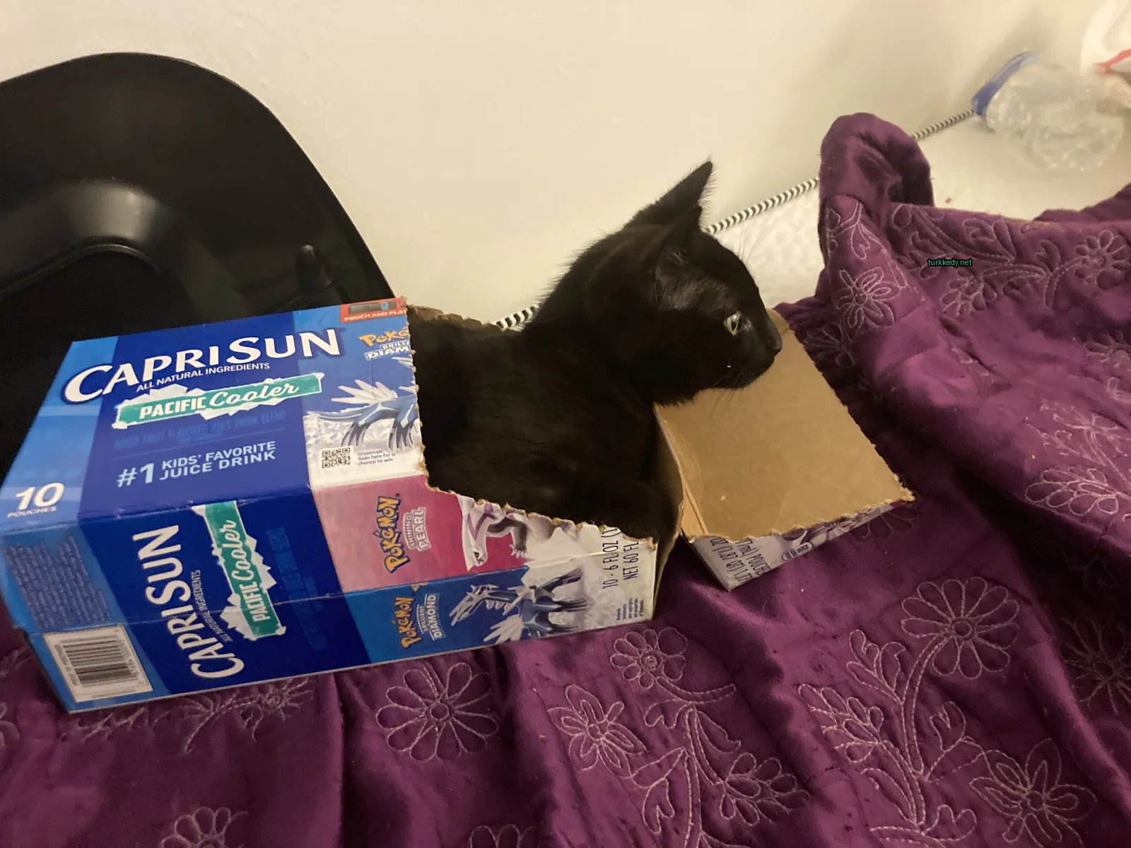 Kedi #2948
