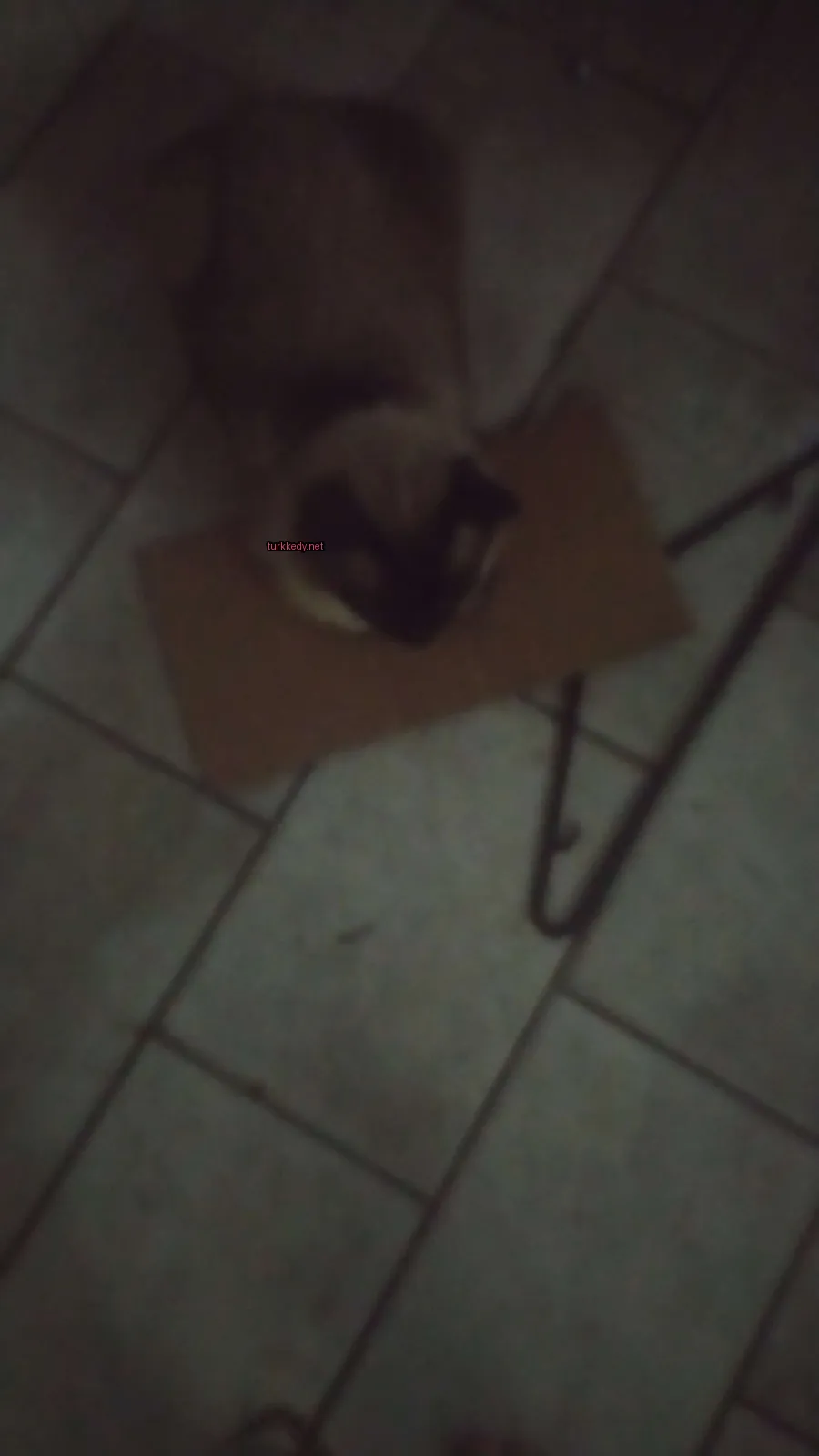 Kedi #2949