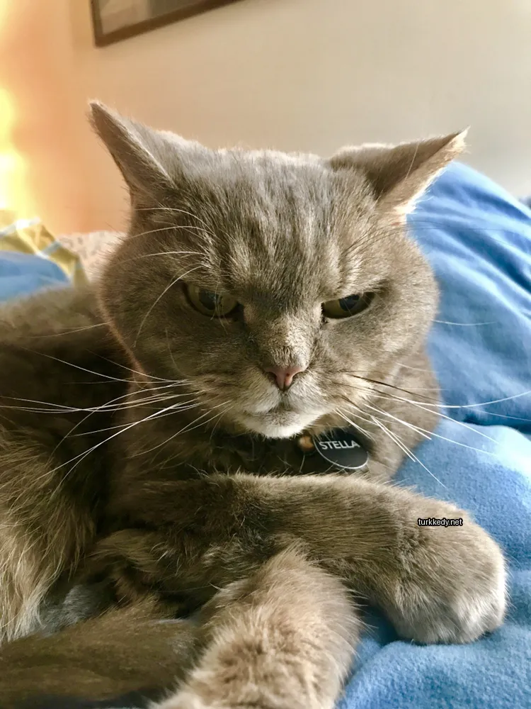 Kedi #2951