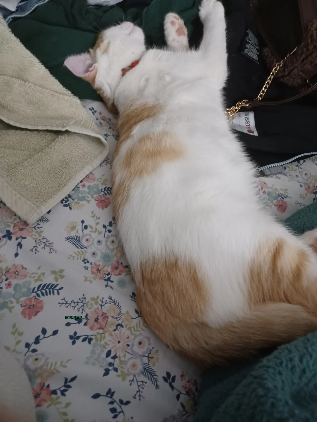 Kedi #2950