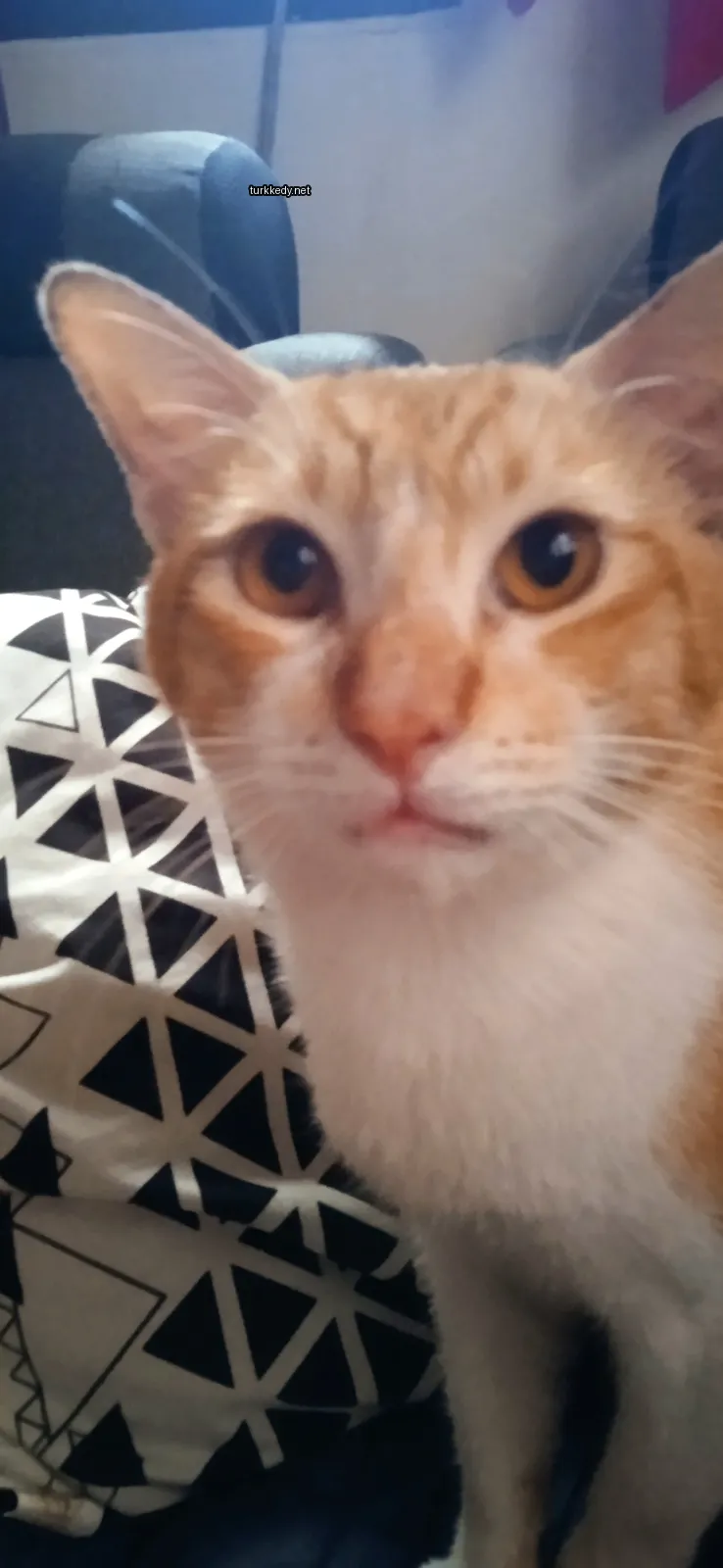 Kedi #2952