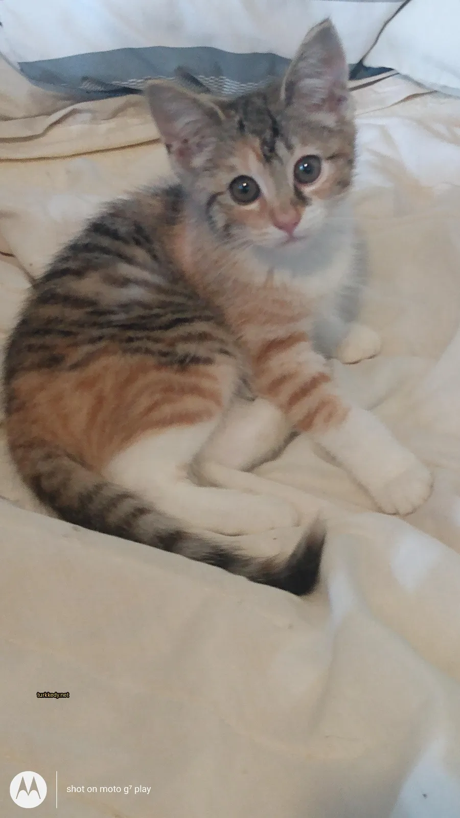 Kedi #2953