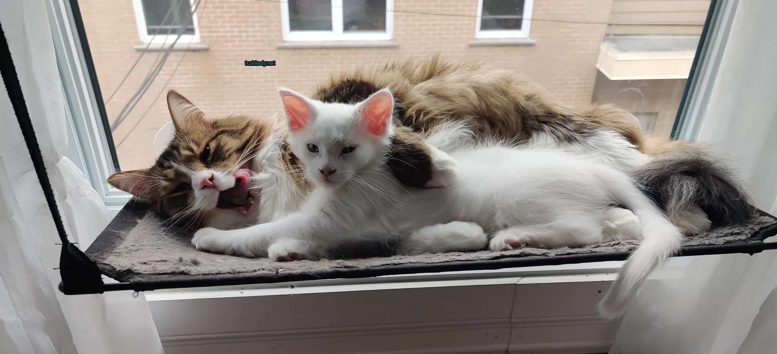 Kedi fotoğrafı #2954