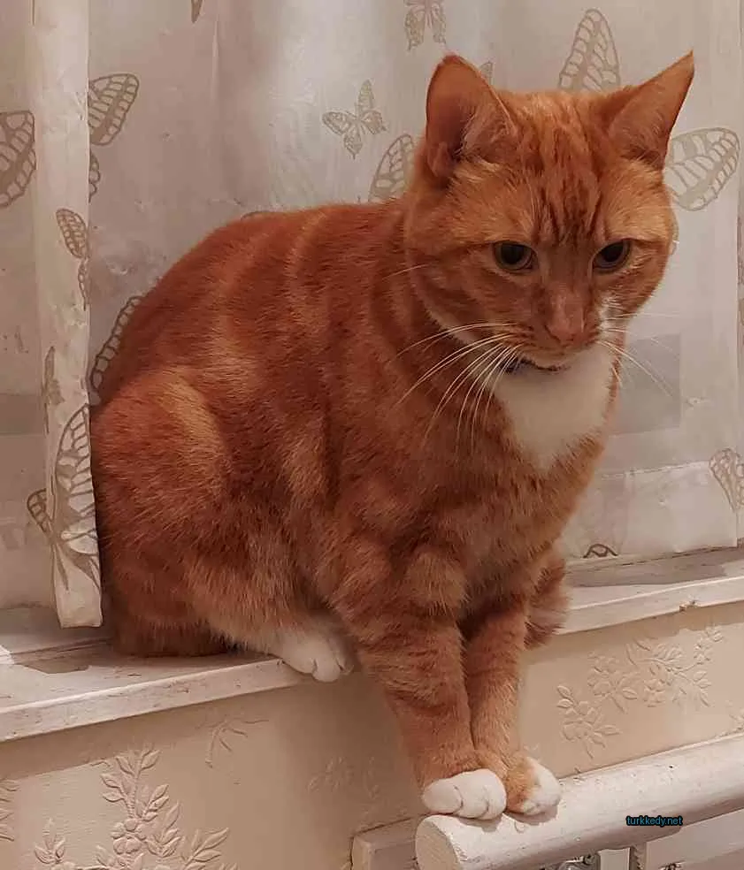 Kedi #2956