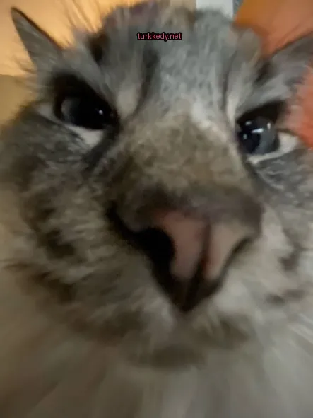 Kedi #2955
