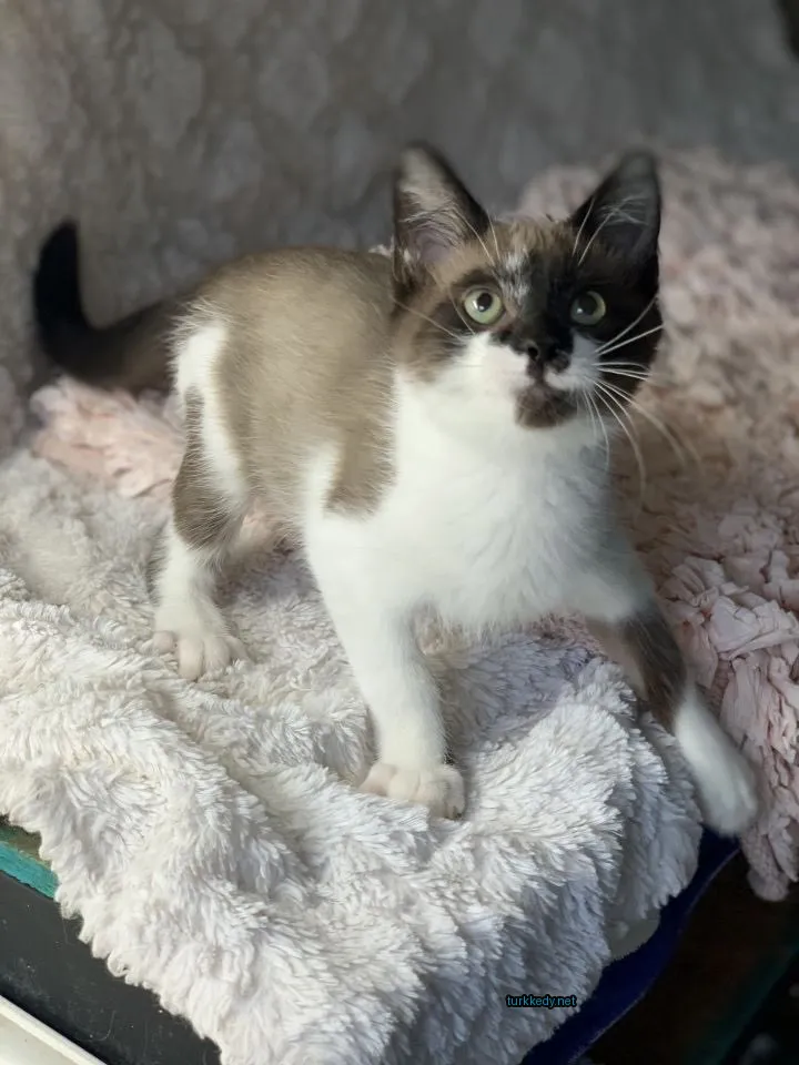 Kedi #2957