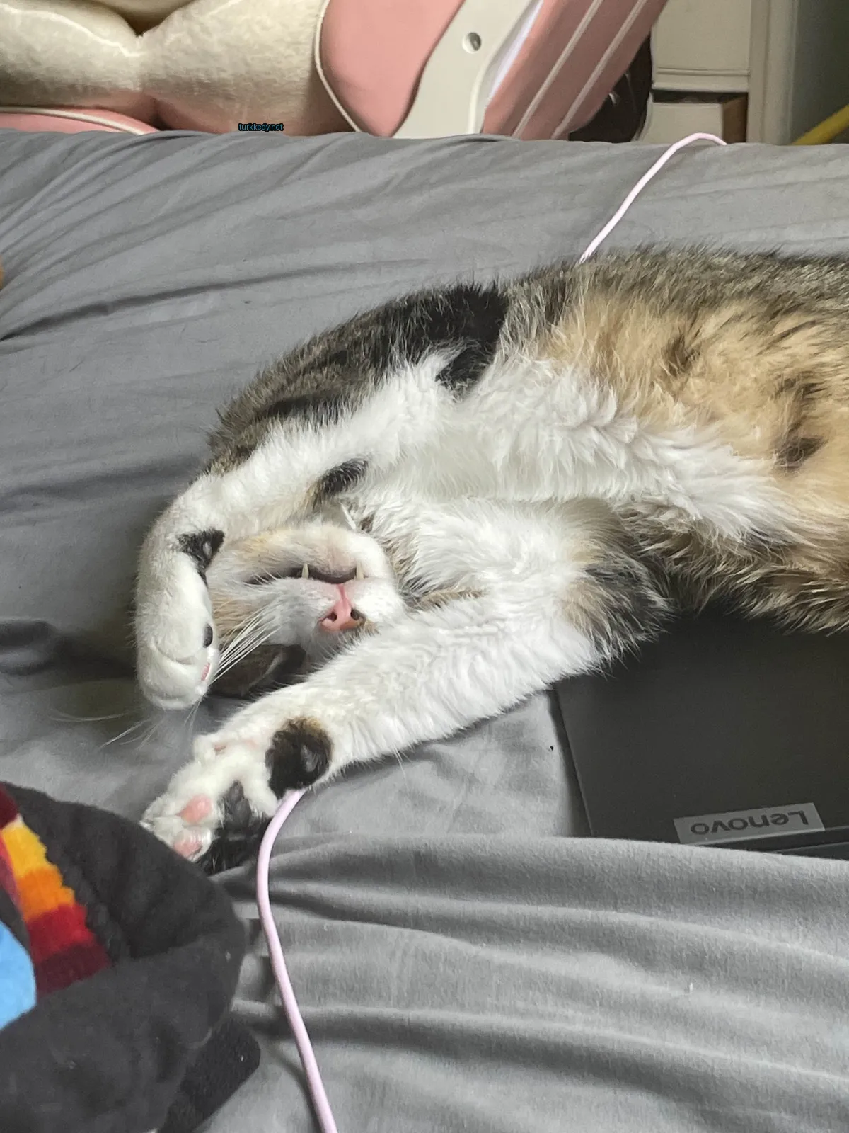 Kedi #2958