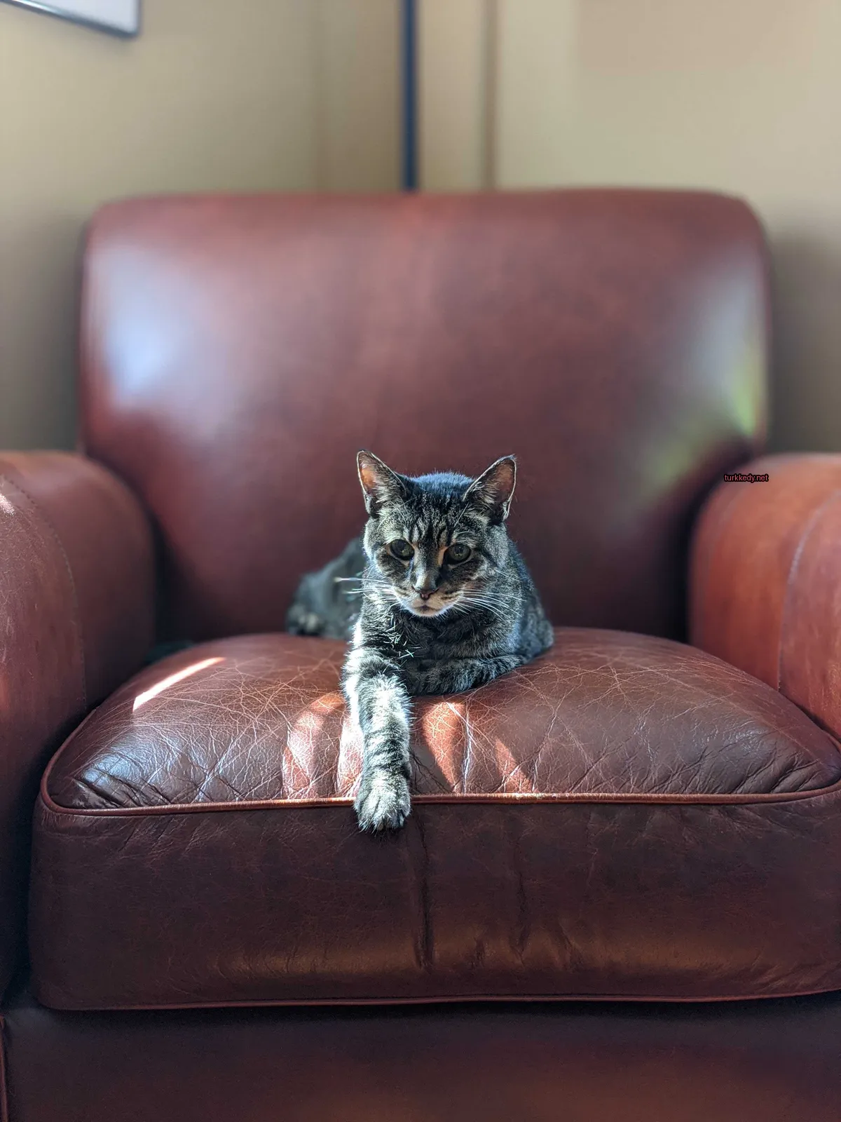 Kedi #2959