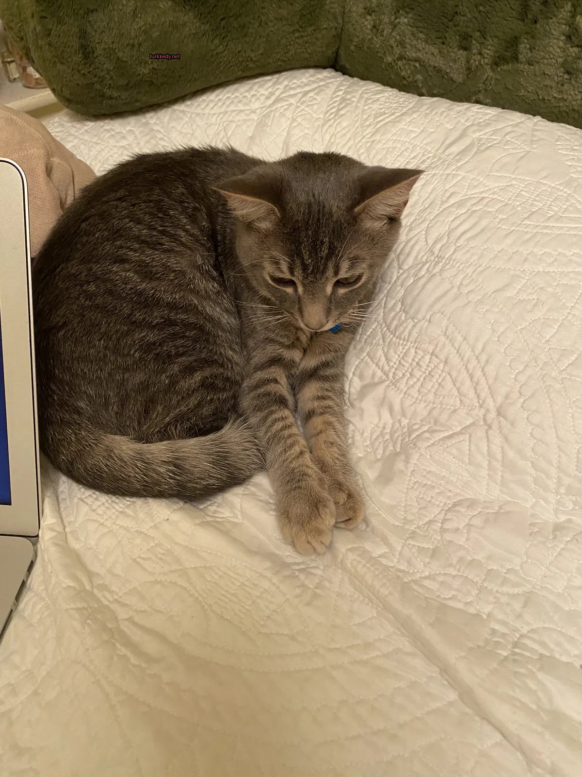 Kedi #2960