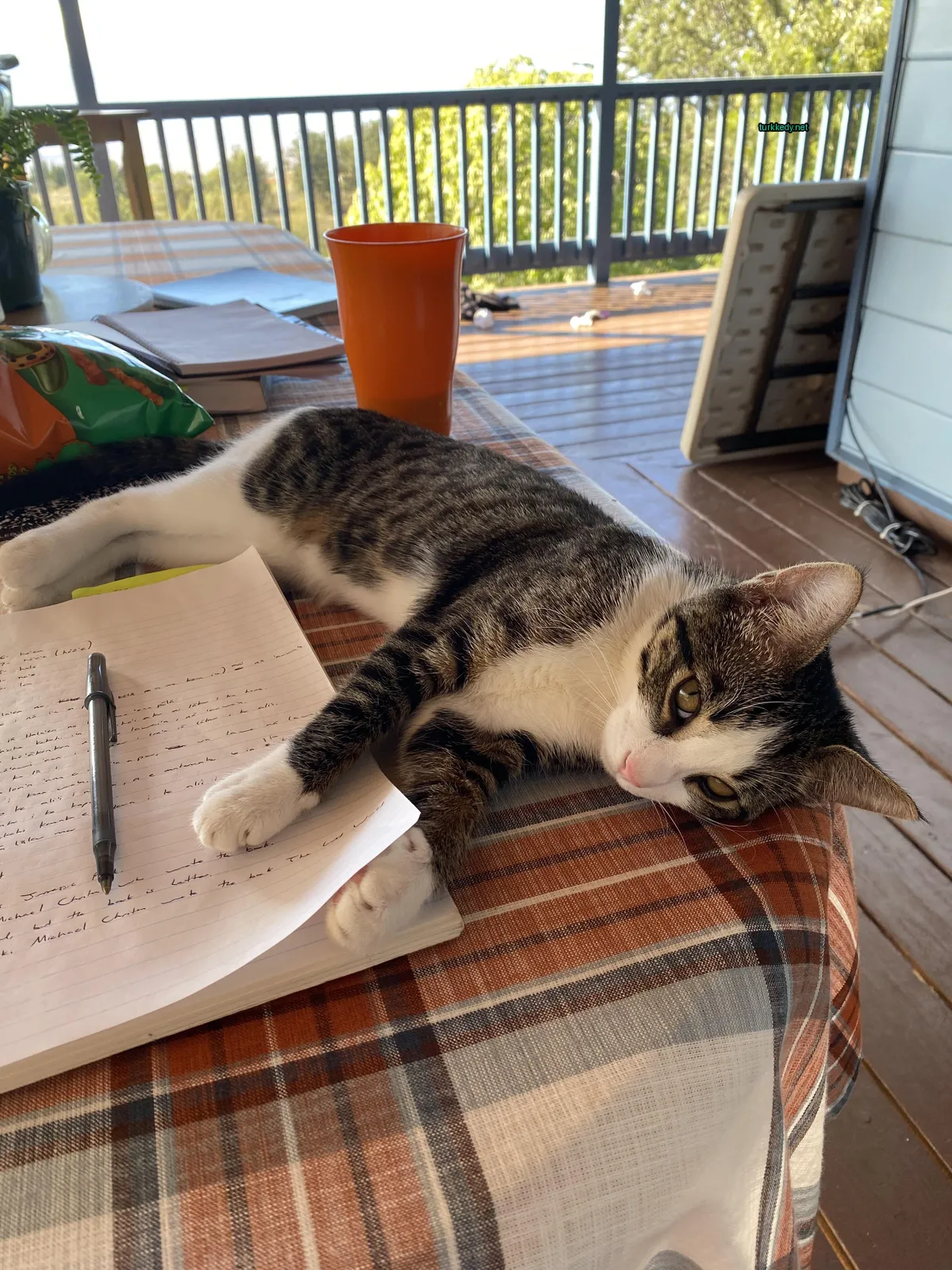 Kedi #2962