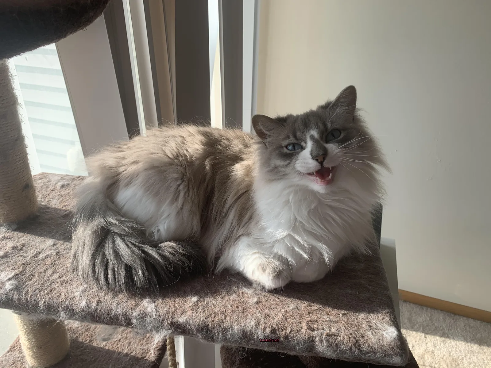 Kedi #2963