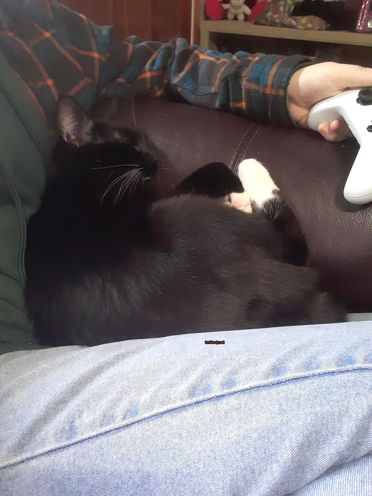 Kedi #2965