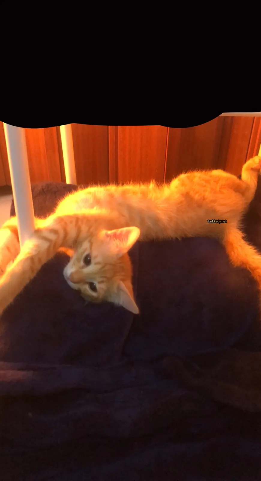 Kedi fotoğrafı #2964