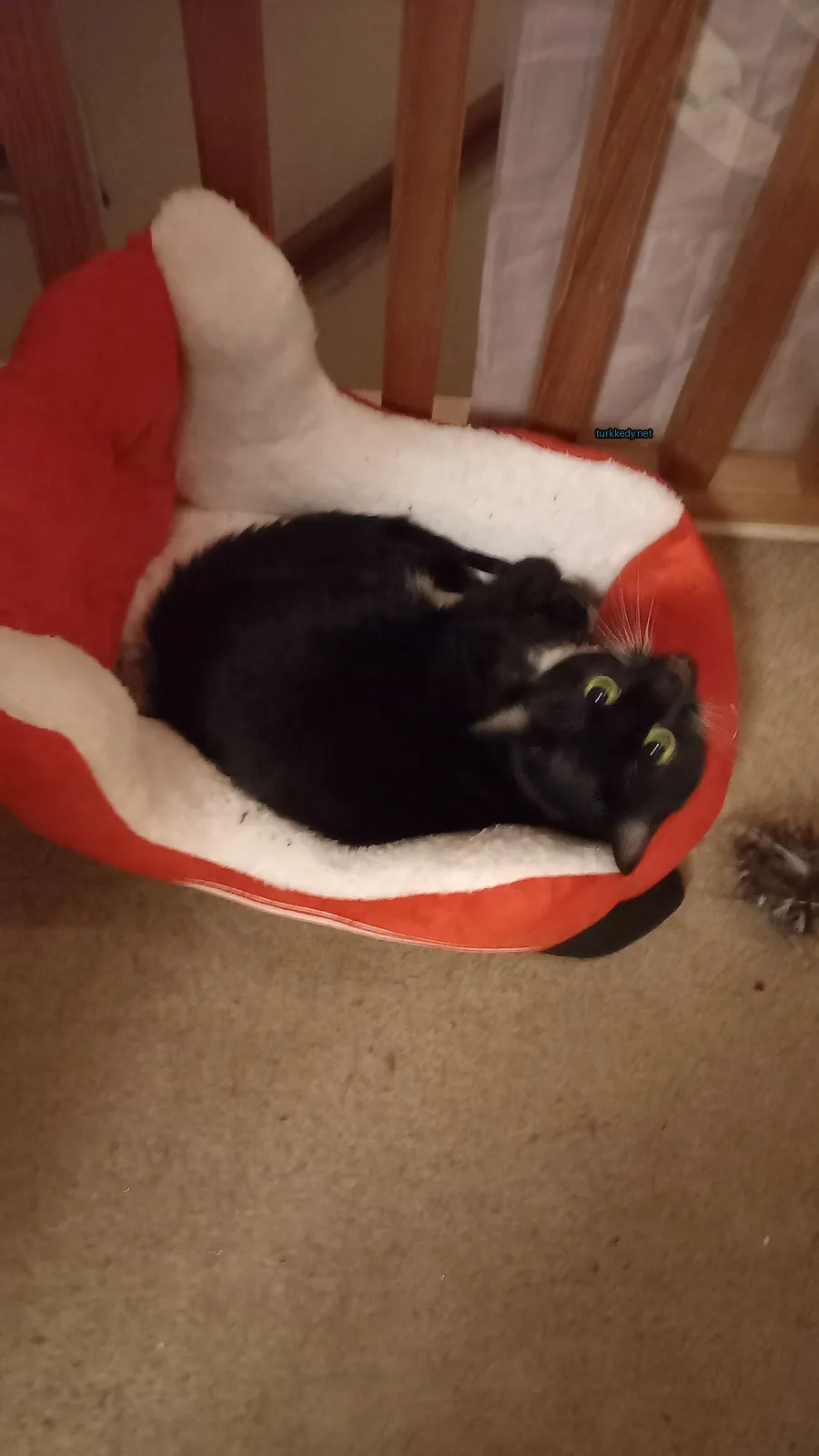 Kedi #2966