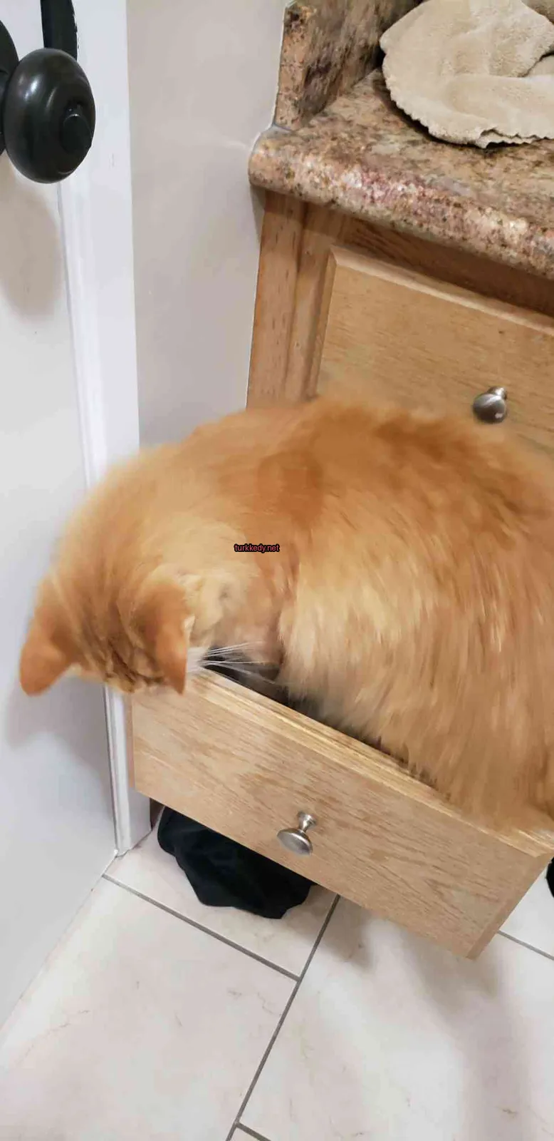 Kedi #2967