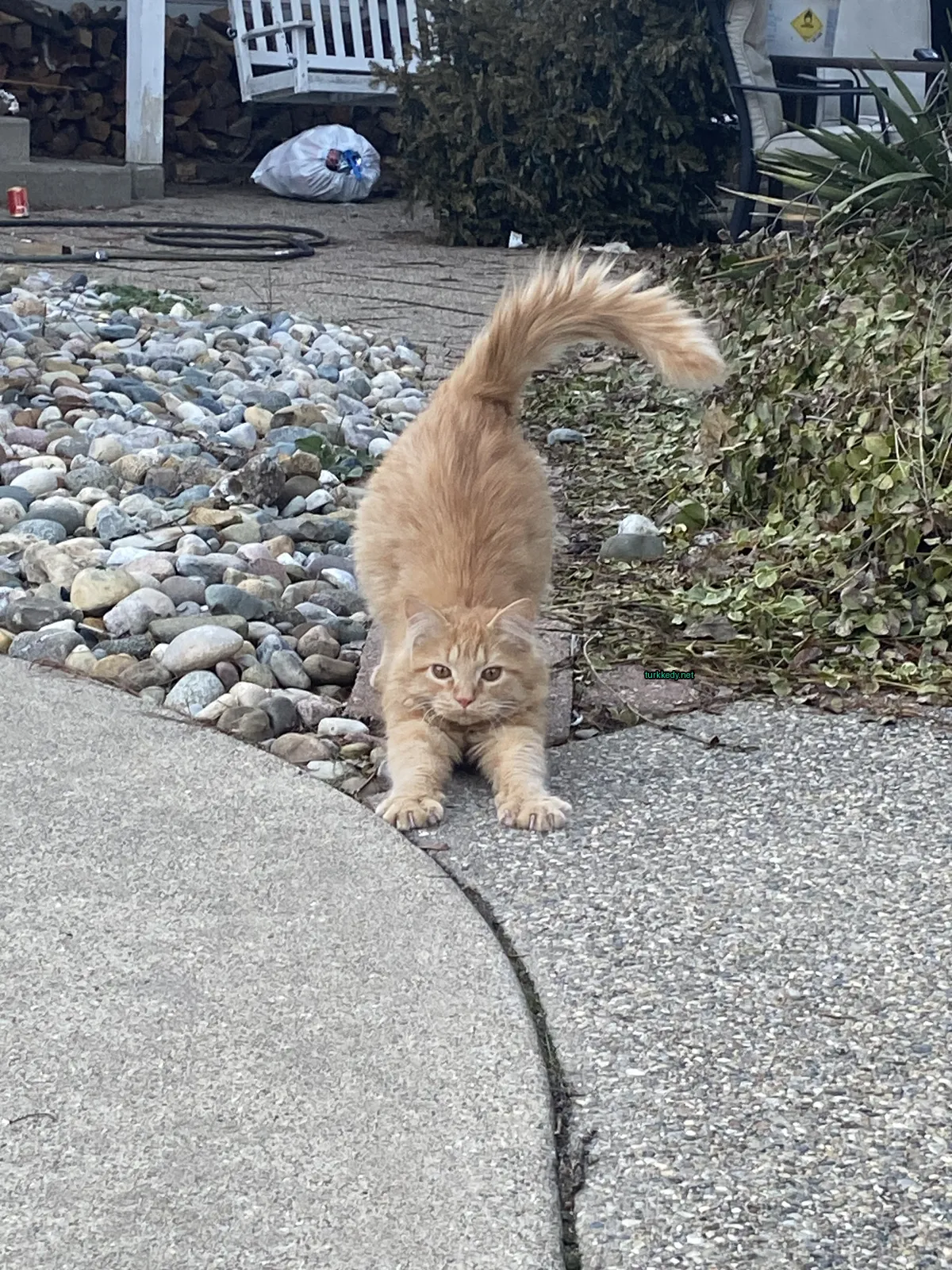 Kedi #2968