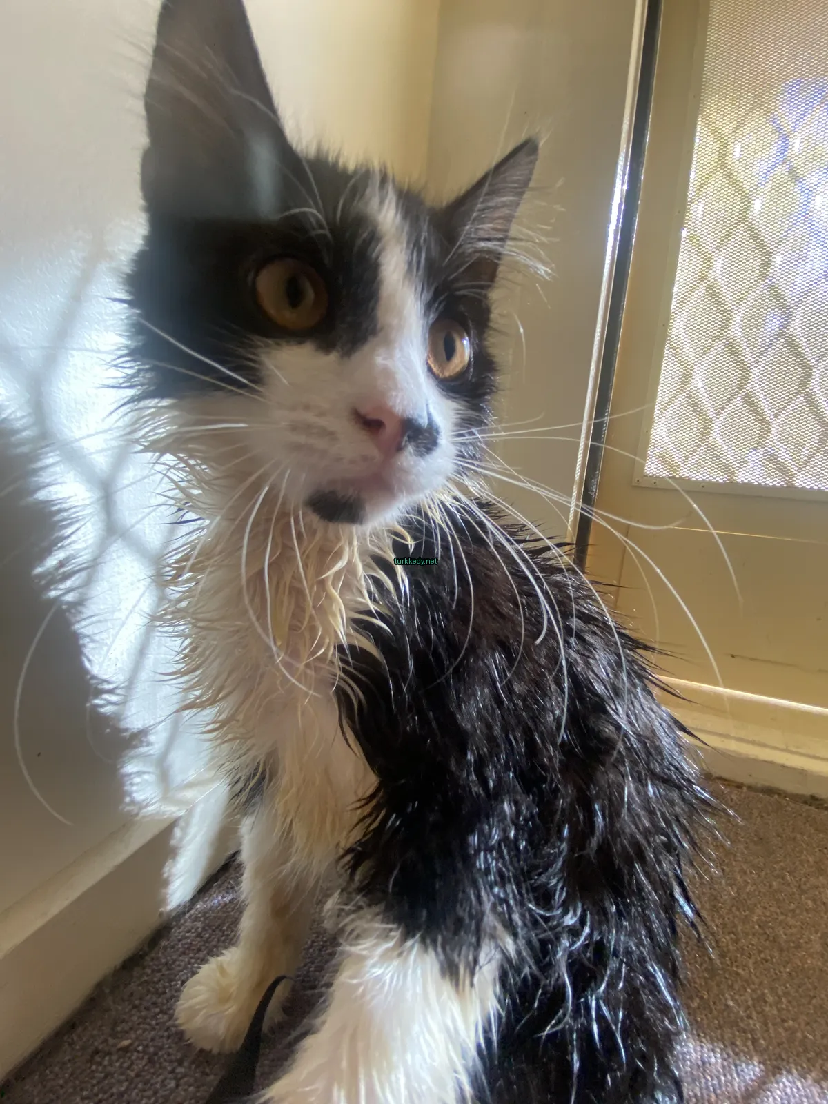 Kedi #2969
