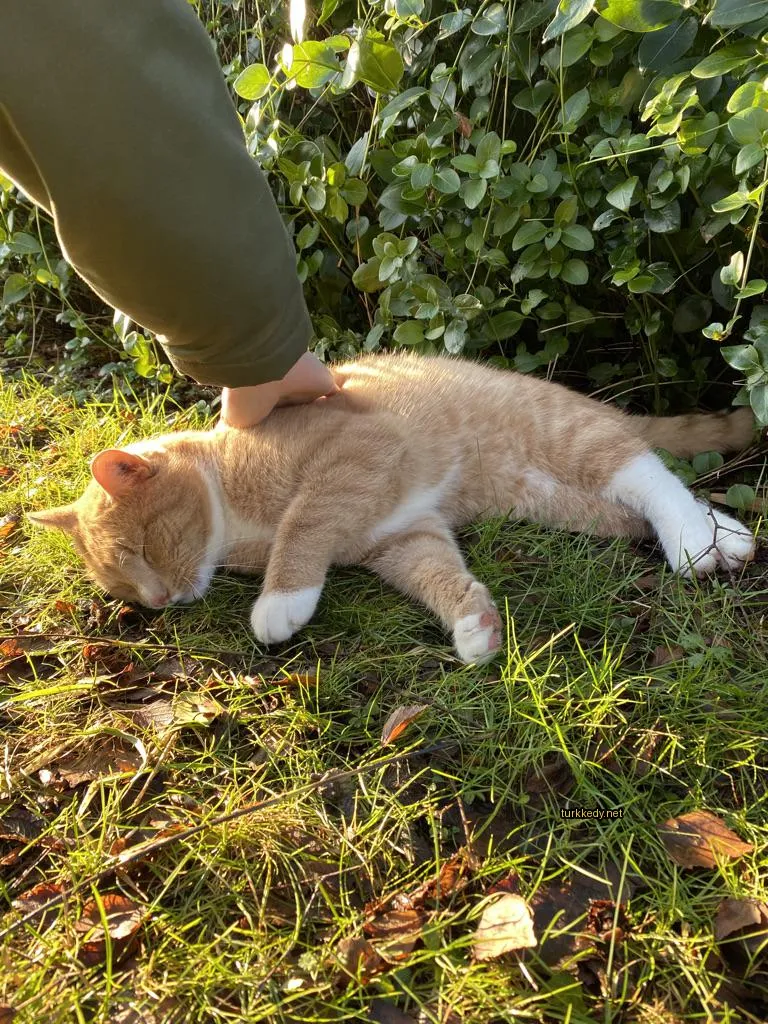 Kedi #2970