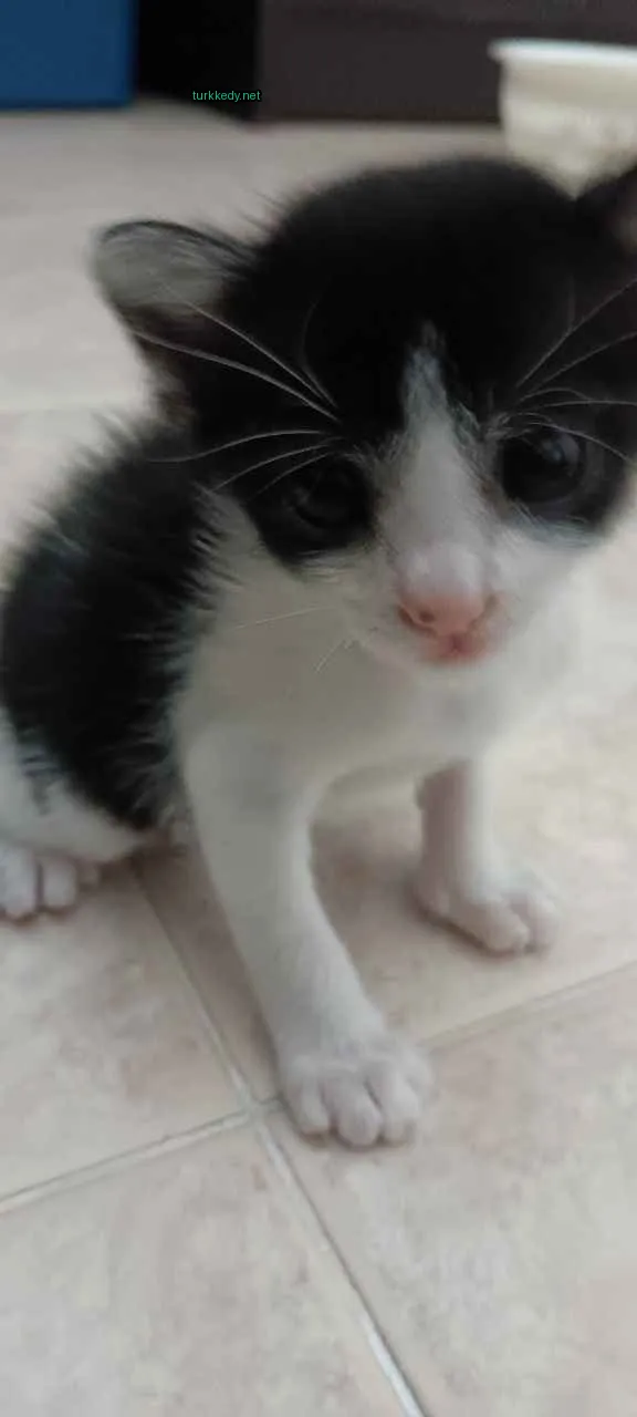 Kedi #2971
