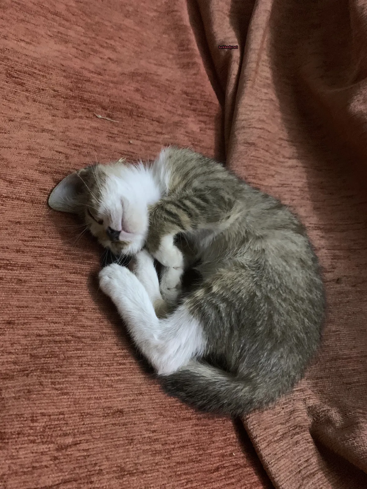 Kedi #2972