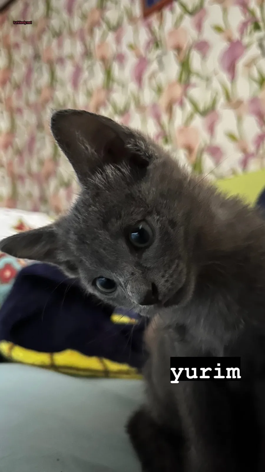 Kedi fotoğrafı #2973