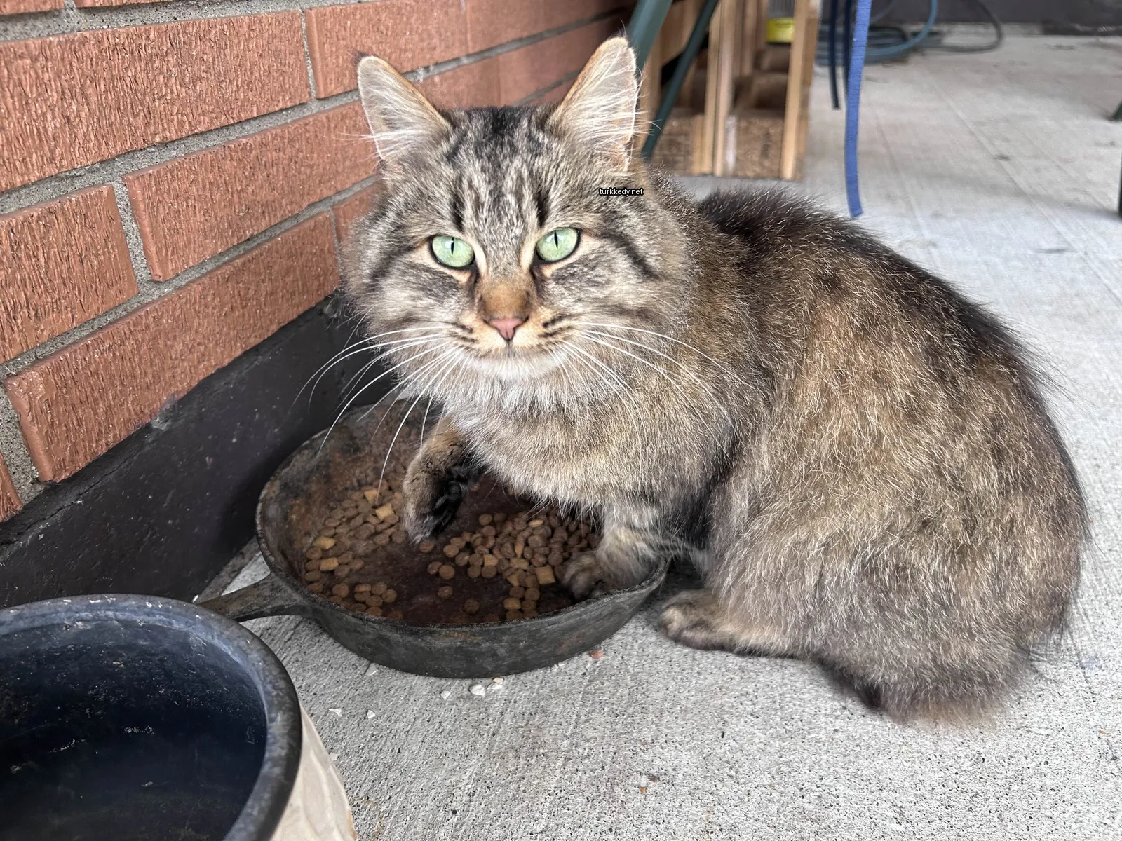Kedi #2975