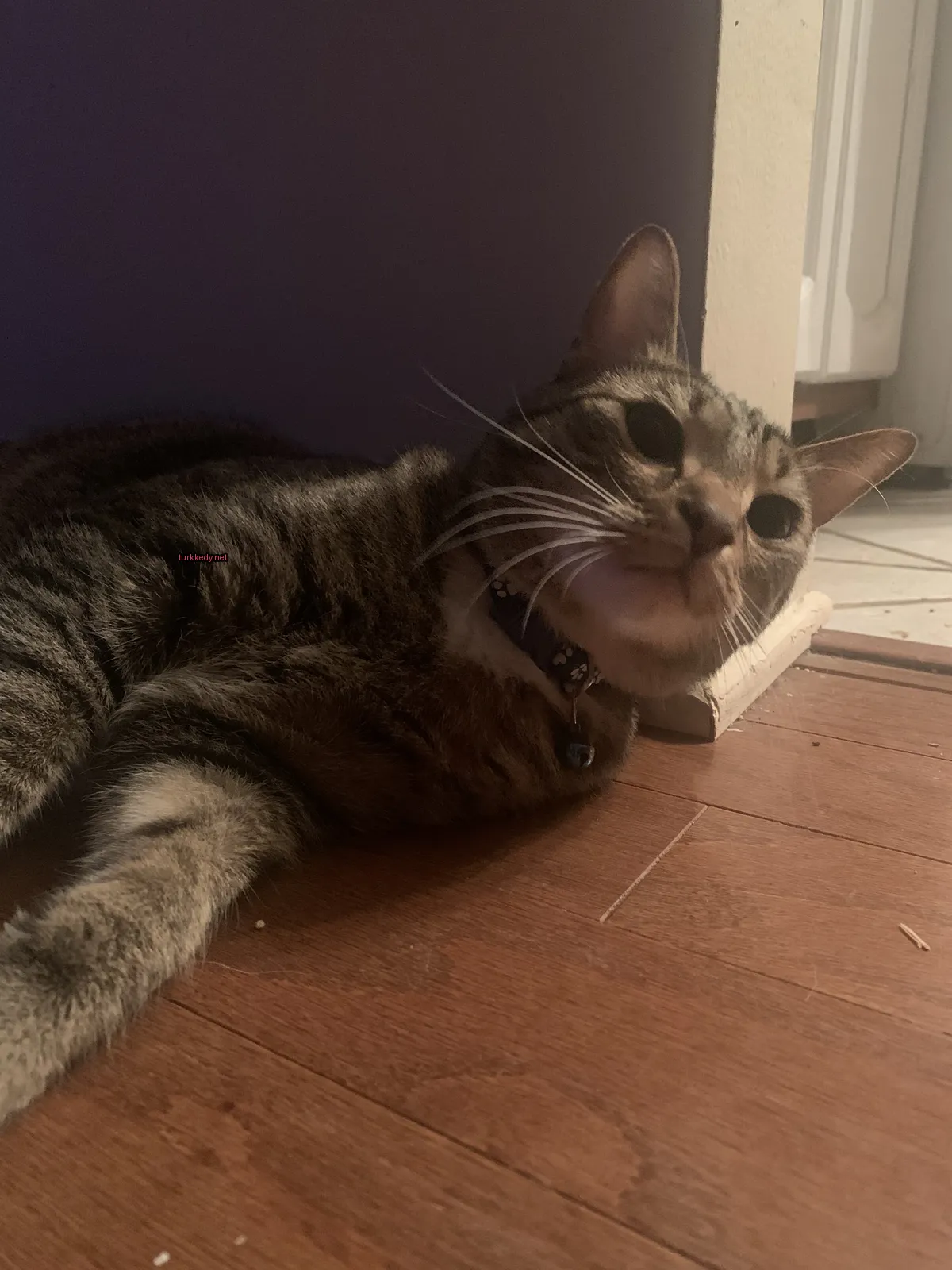 Kedi #2974
