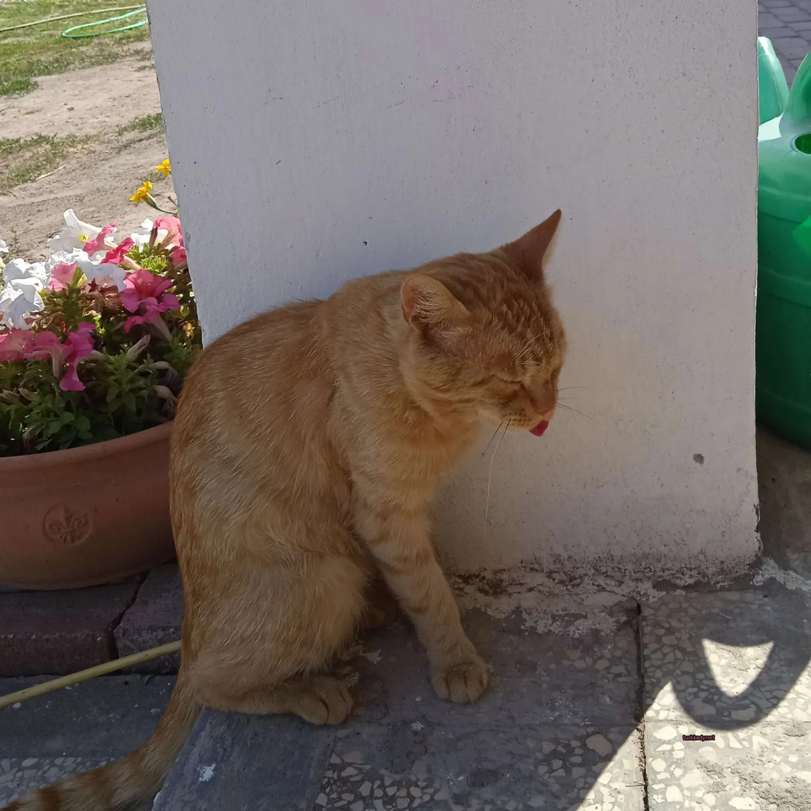 Kedi #2976