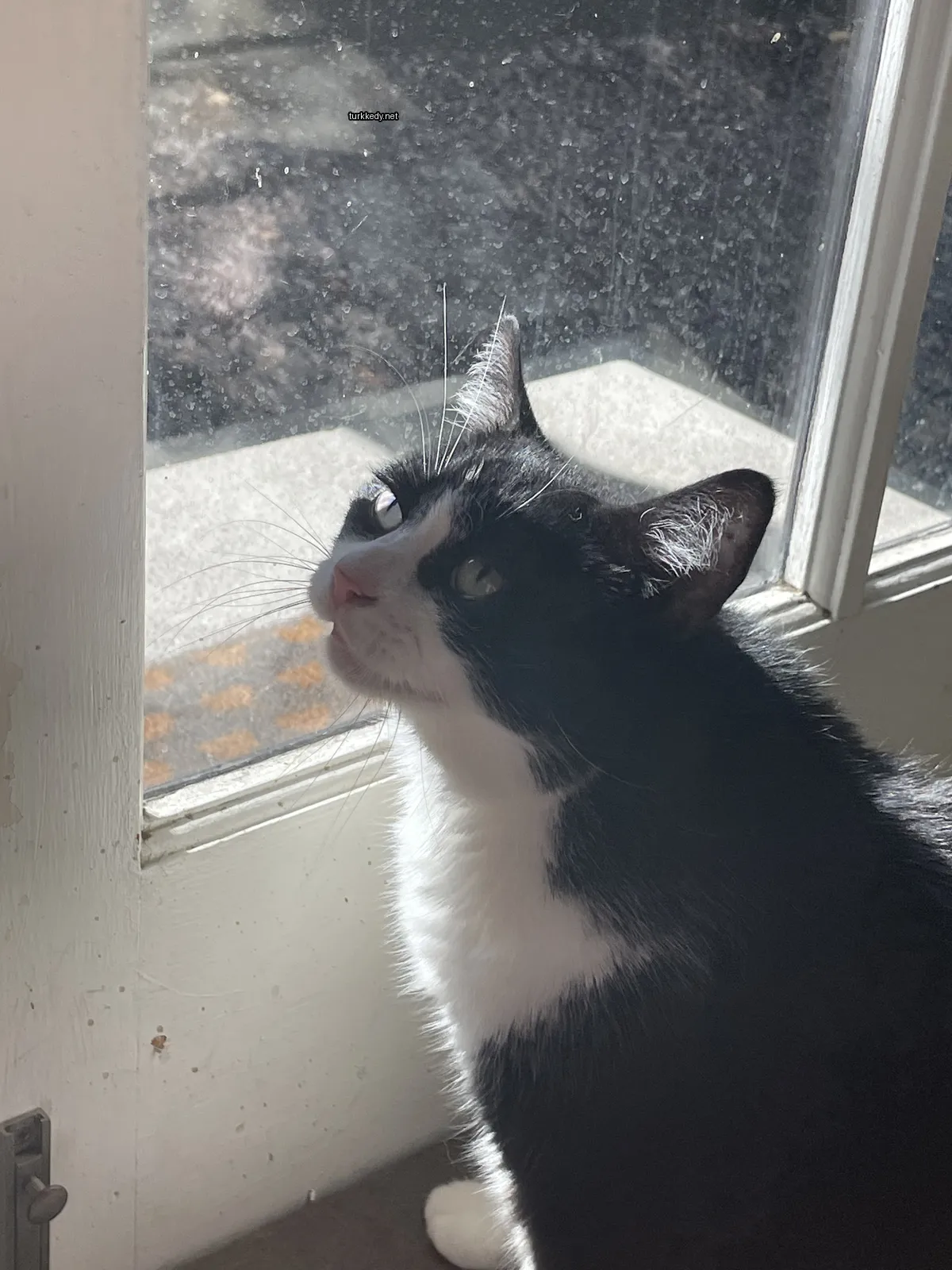 Kedi #2977