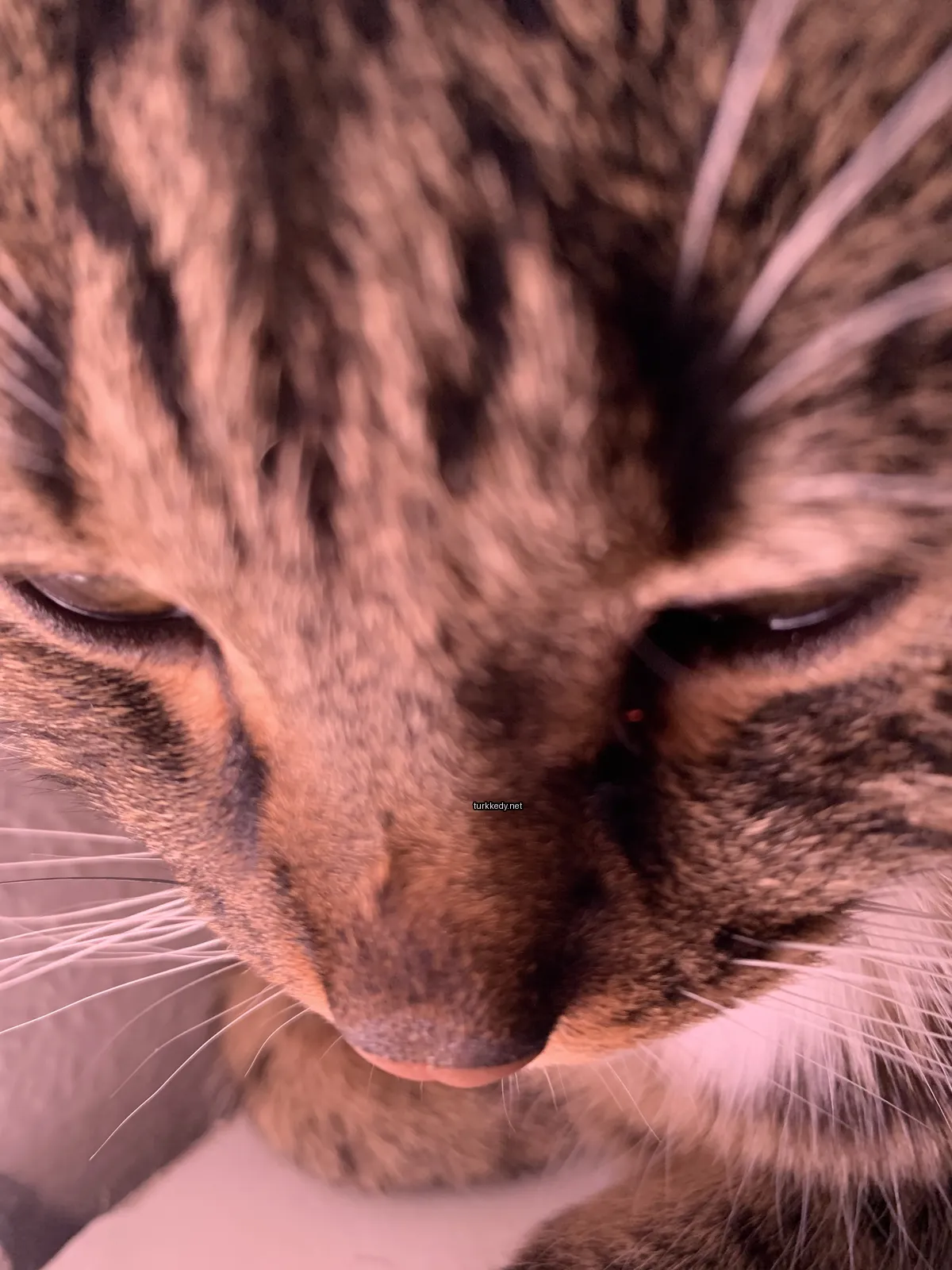 Kedi #2978