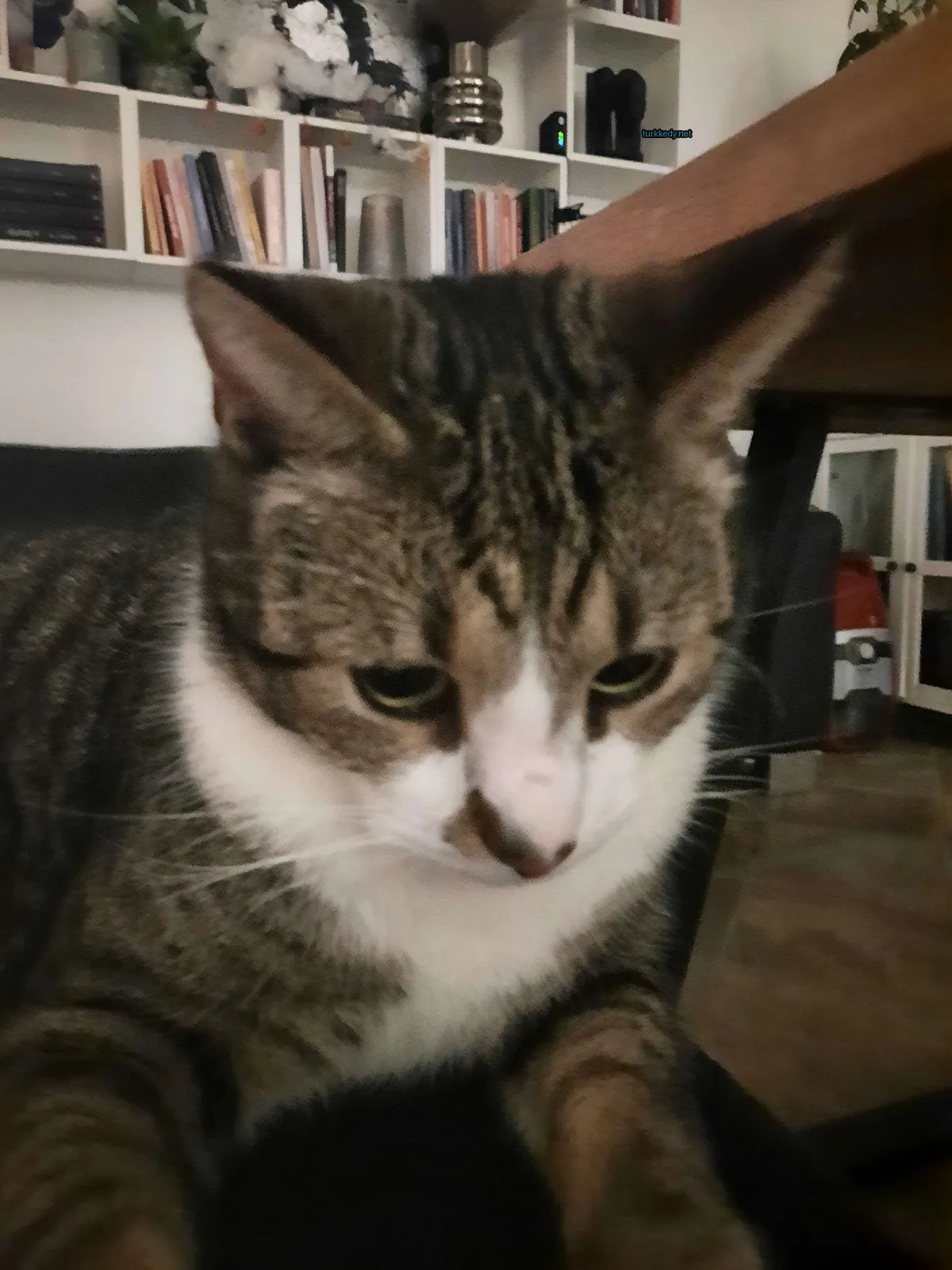 Kedi #2979