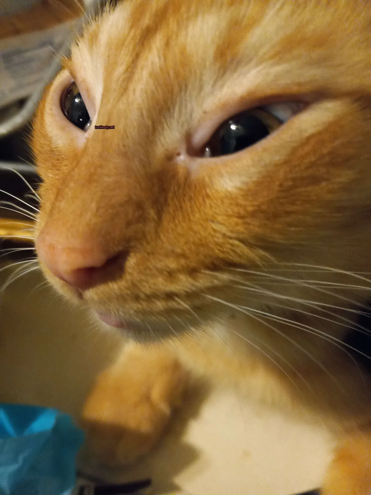 Kedi #2980