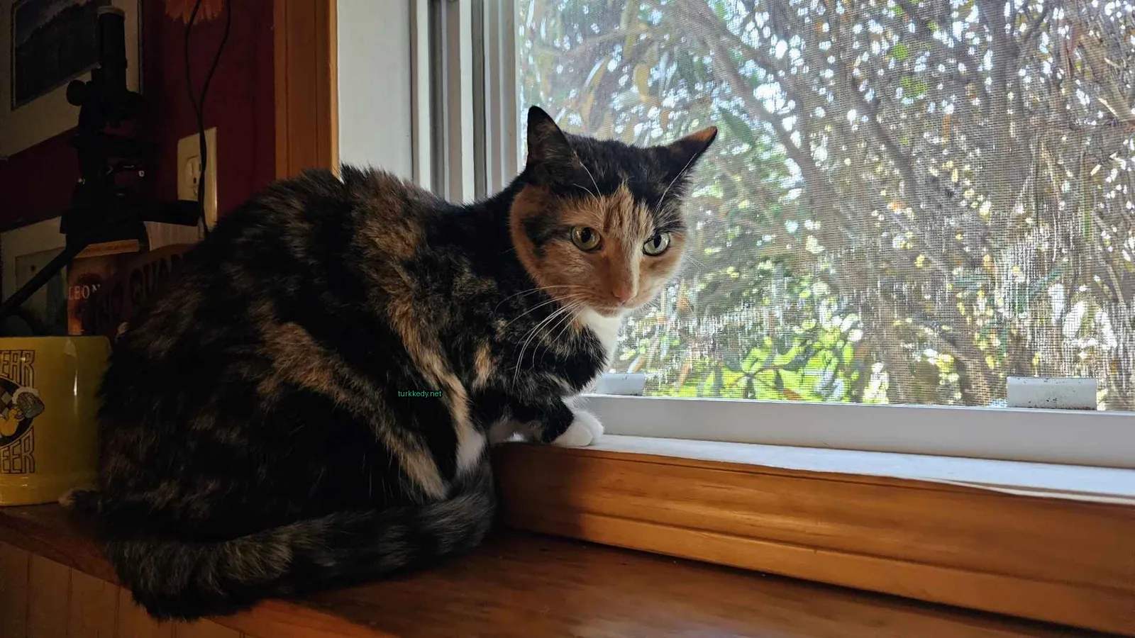 Kedi #2981