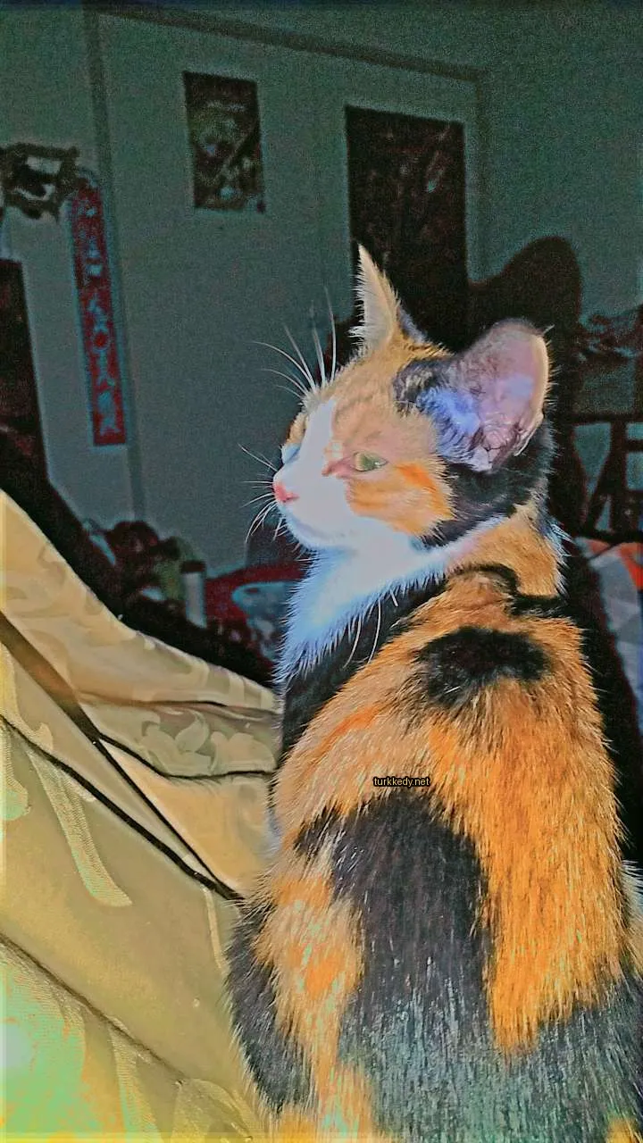 Kedi #2982