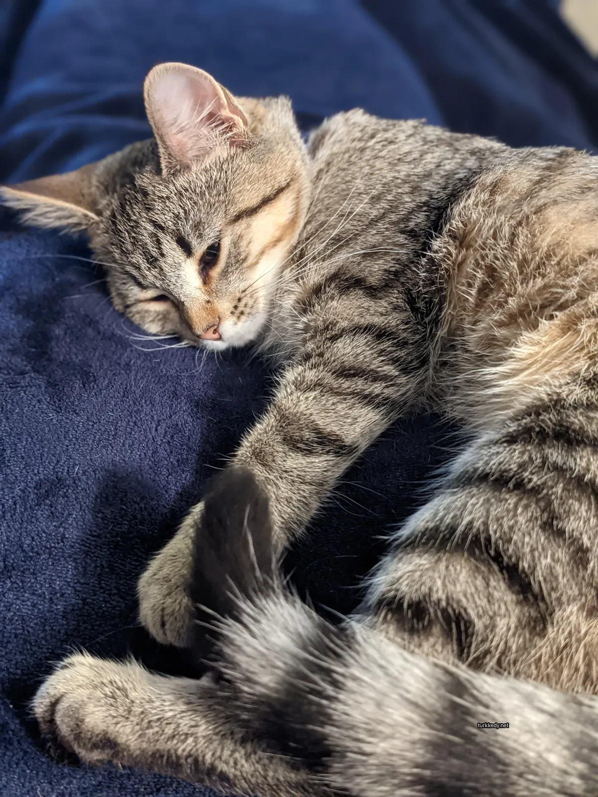Kedi #2983
