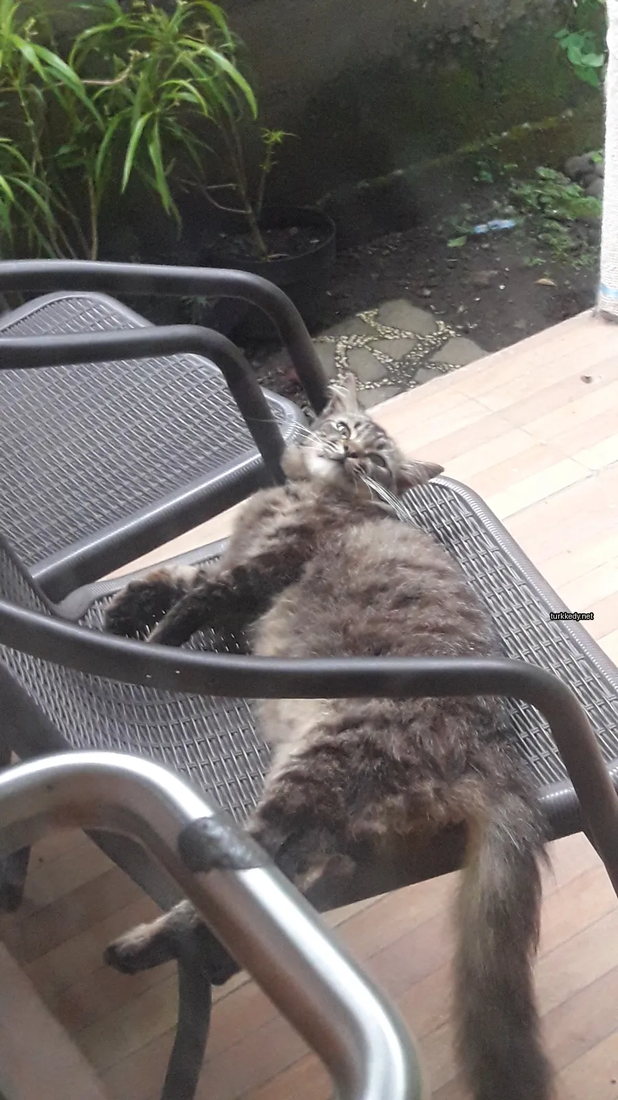 Kedi #2984