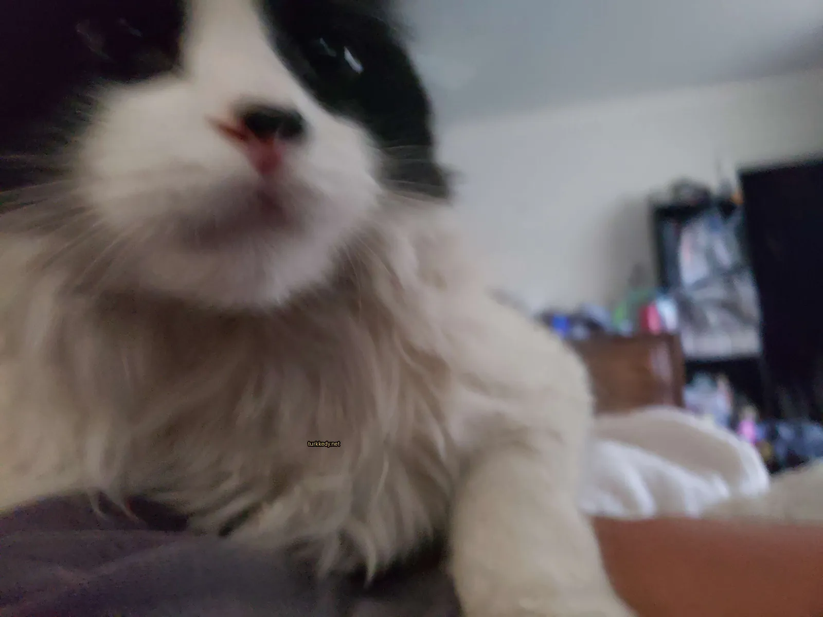 Kedi #2985