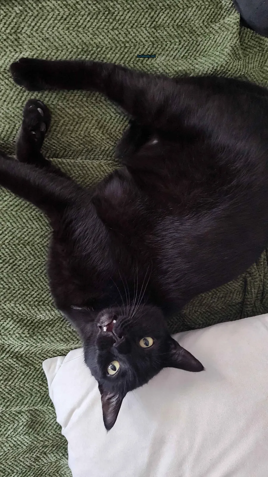 Kedi #2986