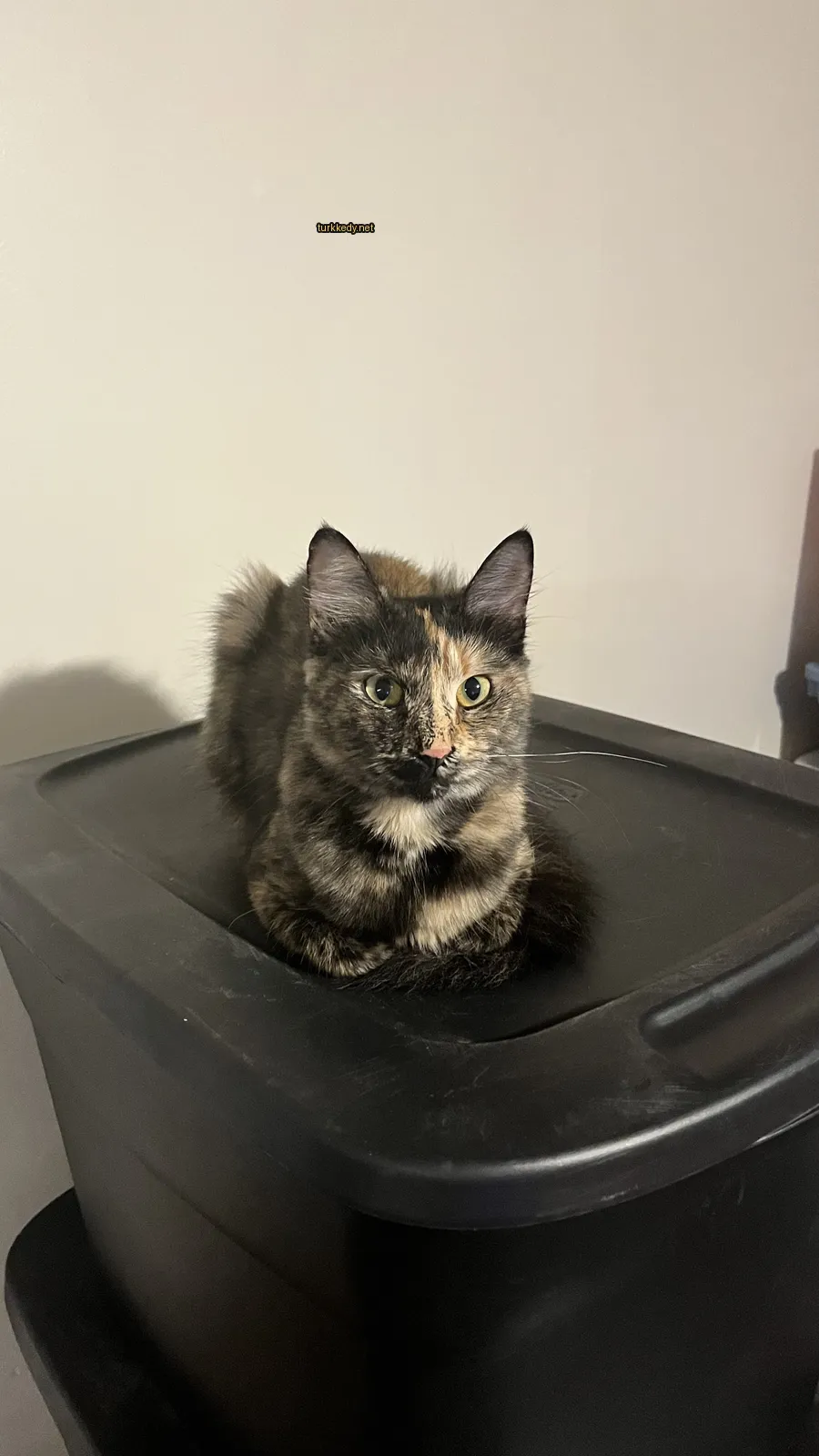 Kedi #2987