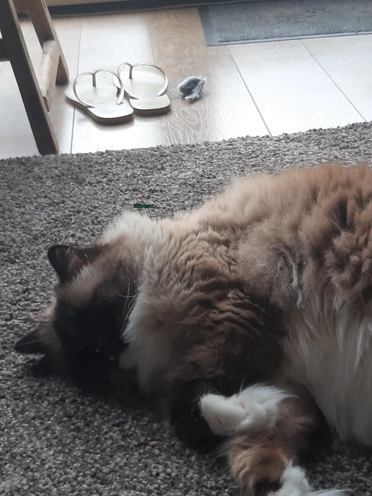 Kedi #2988