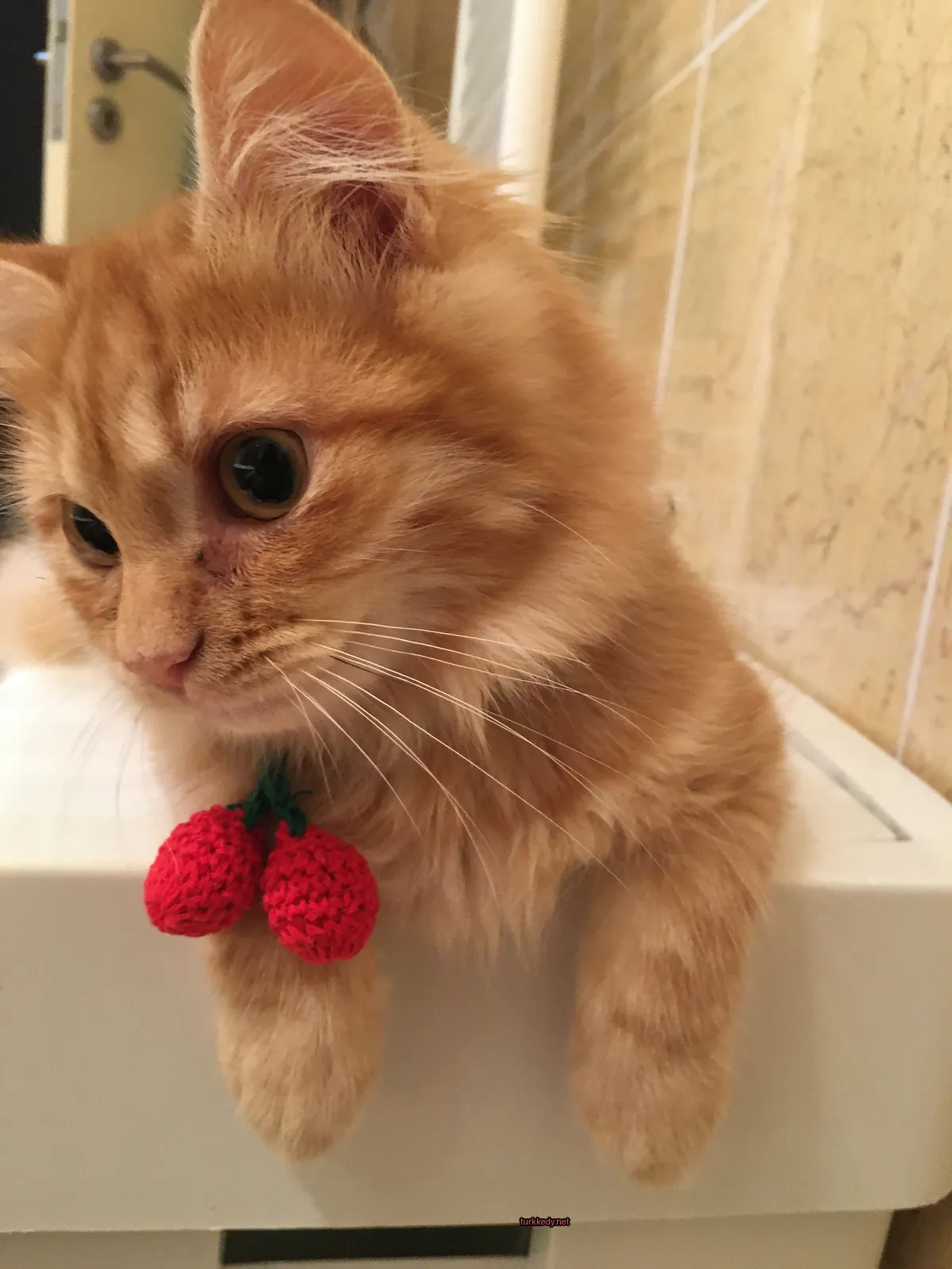Kedi #2990